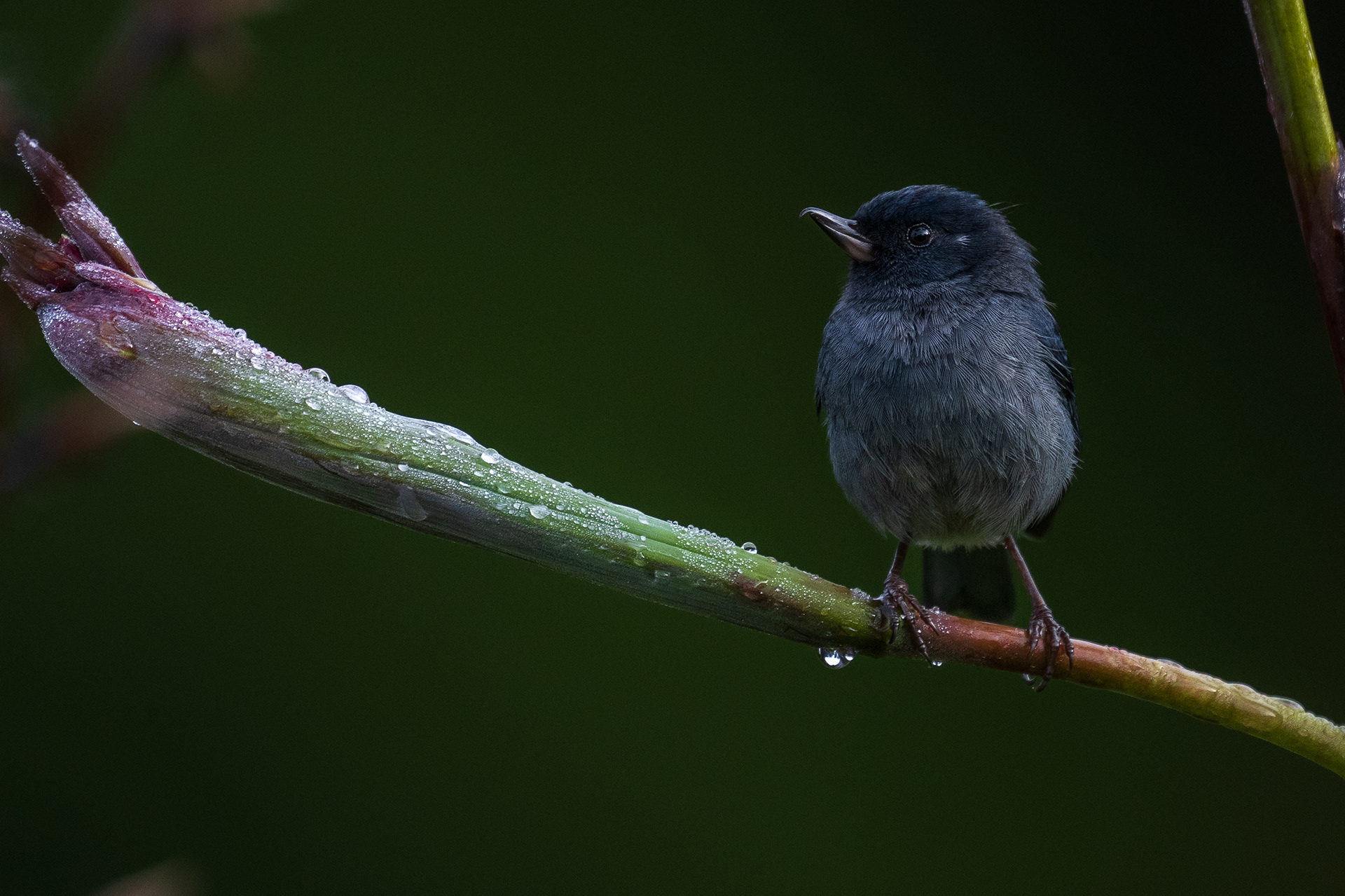 Slaty Flowerpiercer