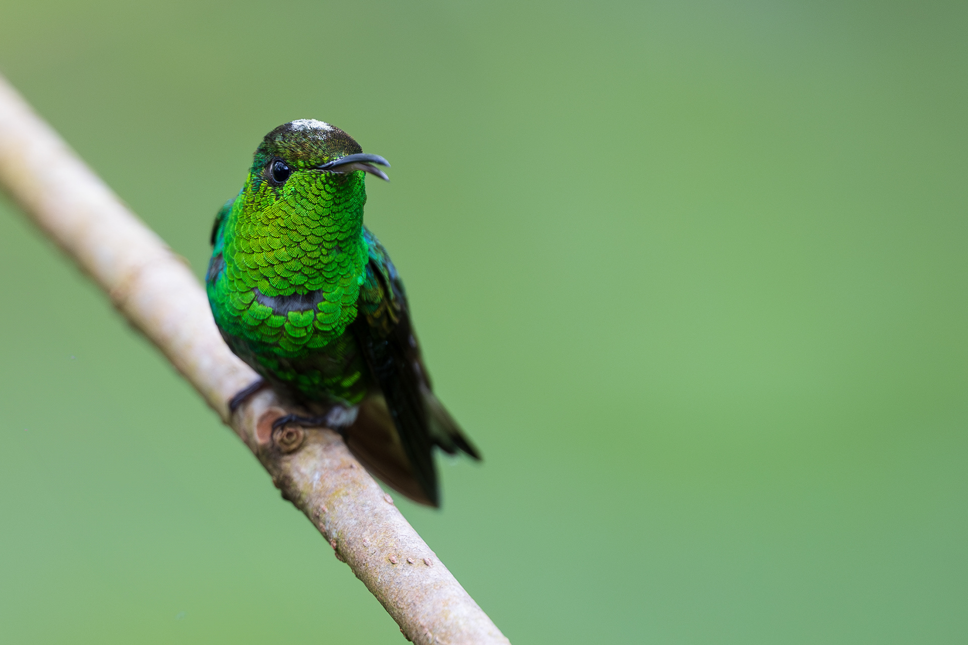 Coppery-headed Emerald