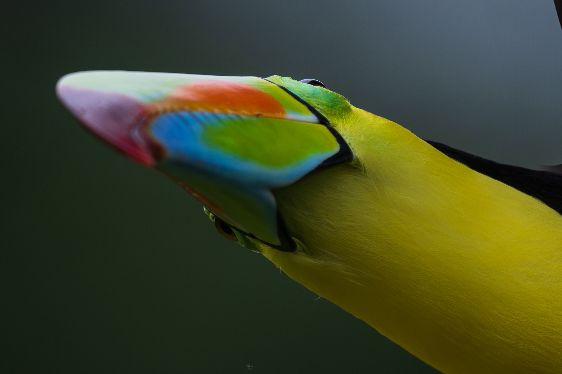 Keel-billed Toucan