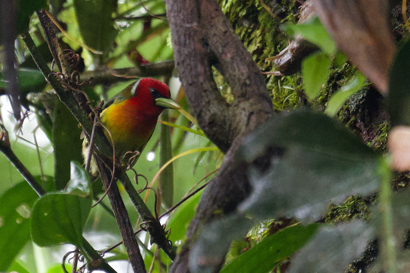 Red-headed Barbet