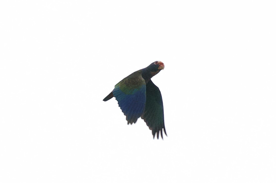 Brown-hooded Parrot