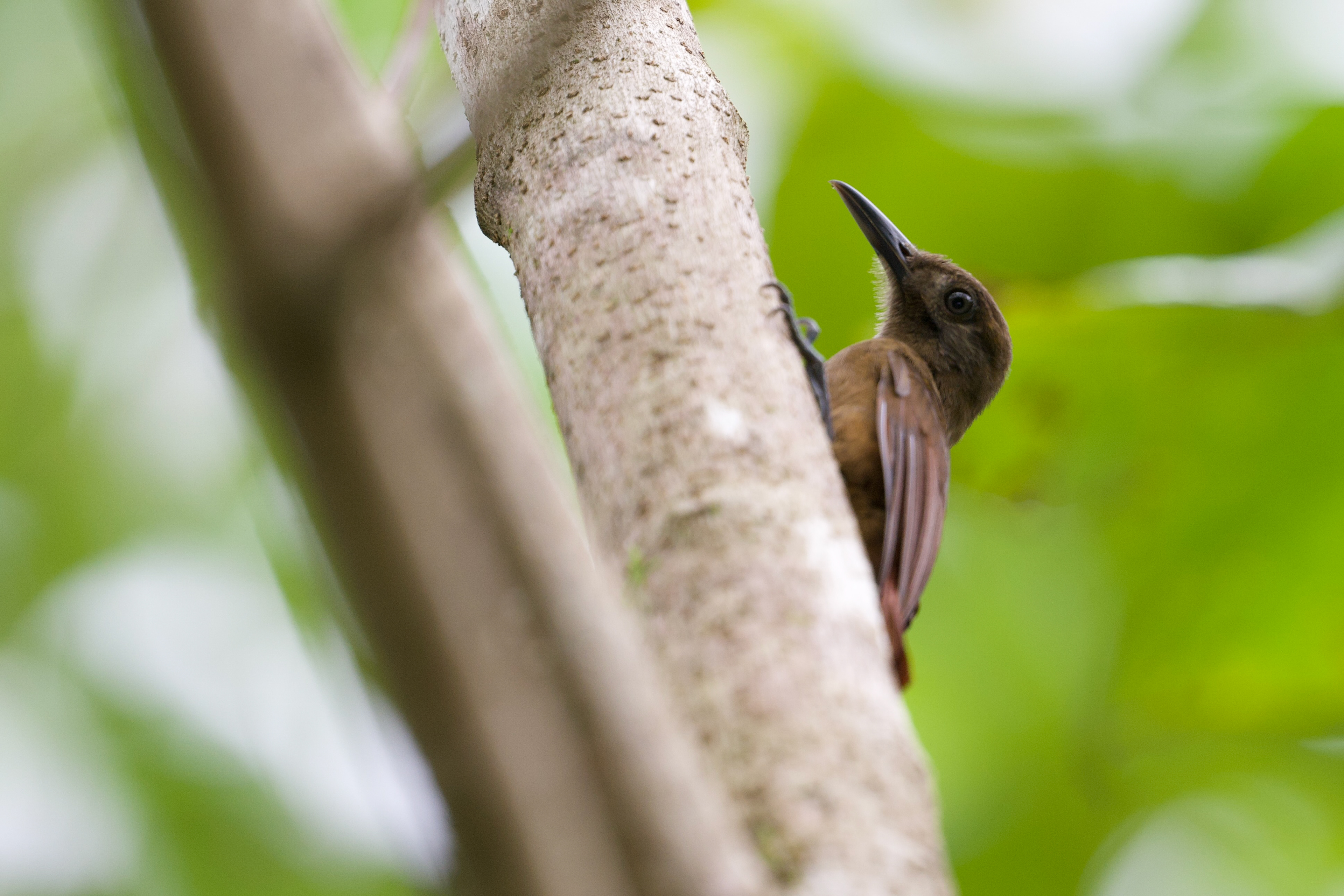 Plain-brown Woodcreeper