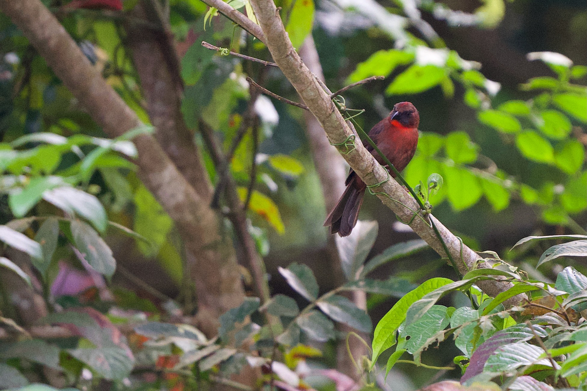 Red-throated Ant-Tanager