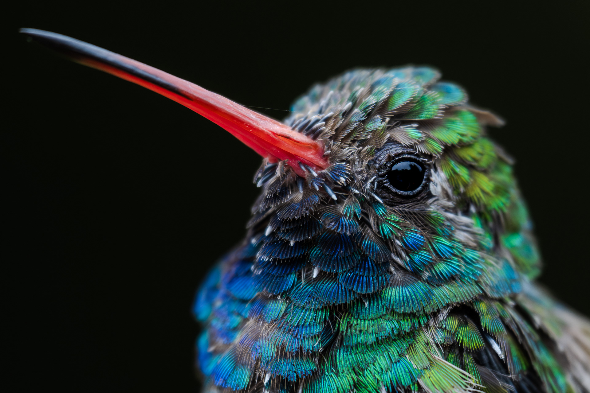Edit. Luminance range mask for background subtracting the bird where I decreased exposure. Subject mask with a whites and shadows boost, as well as a couple clicks of blue/cyan/green saturation.
