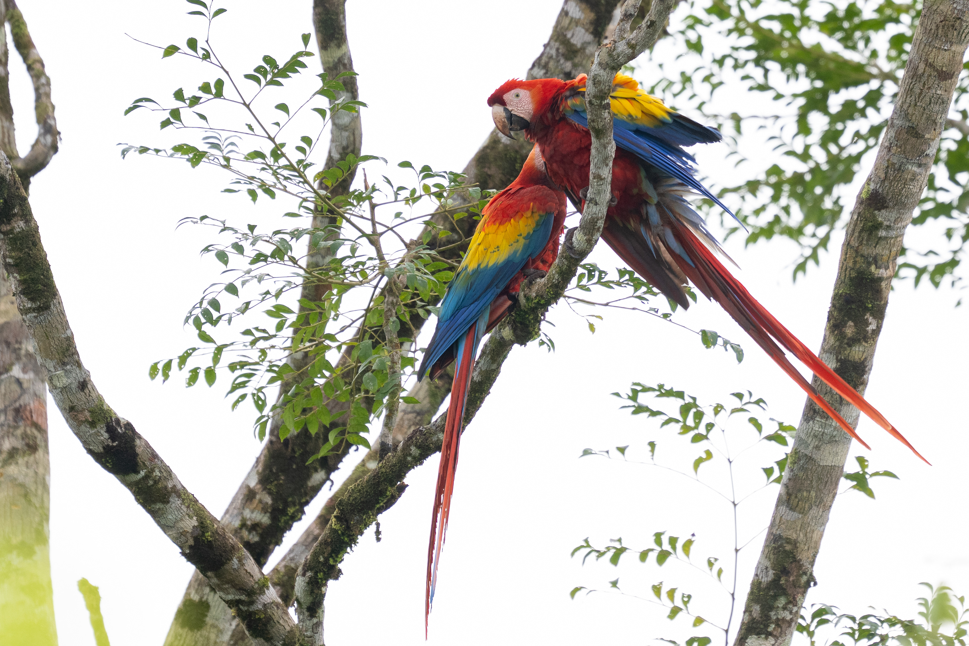 Scarlet Macaw