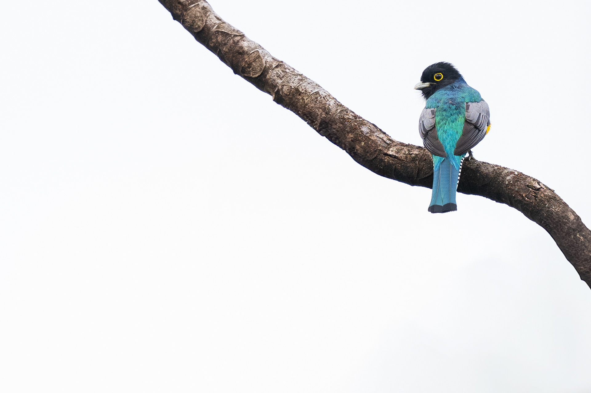Gartered Trogon