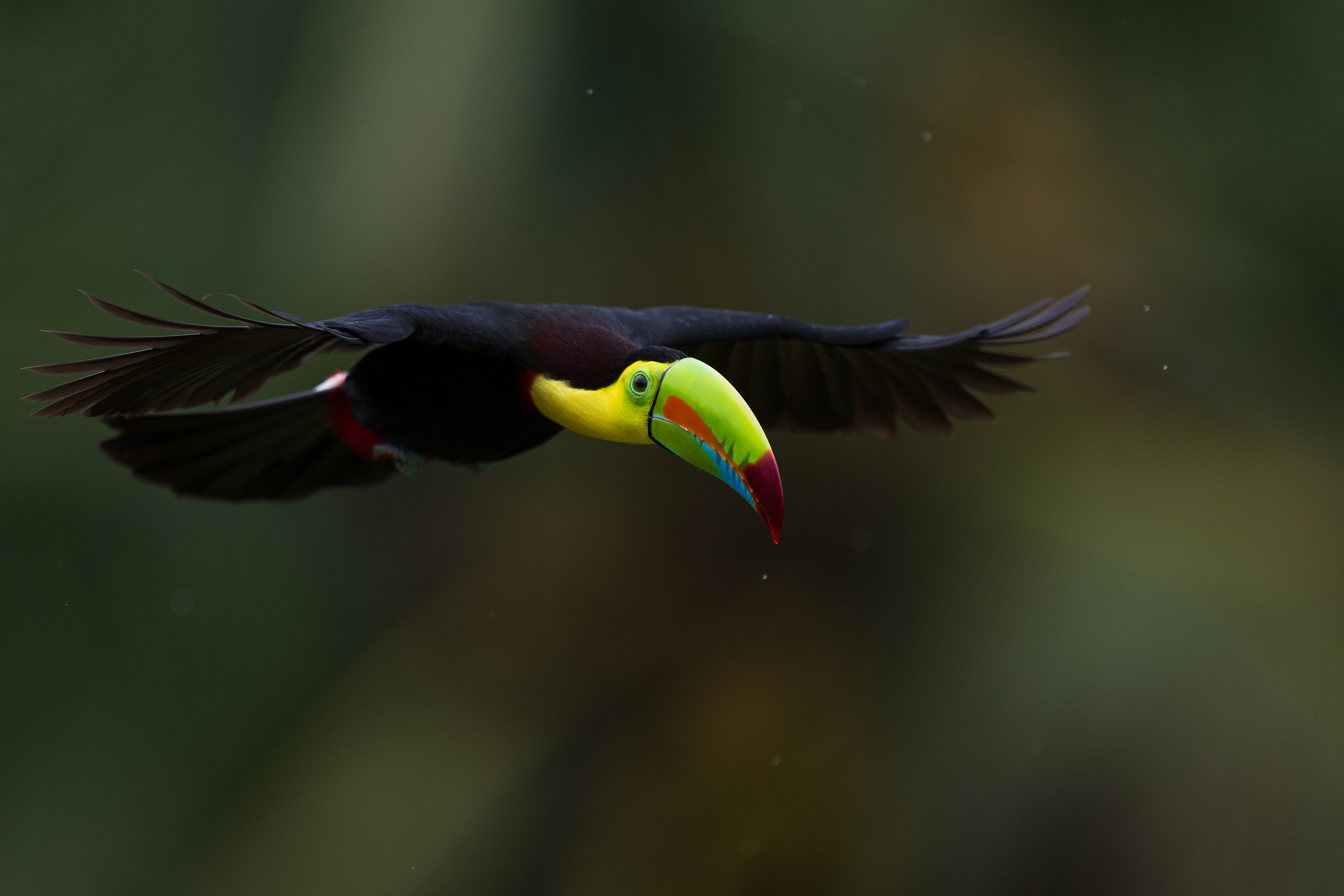 Keel-billed Toucan