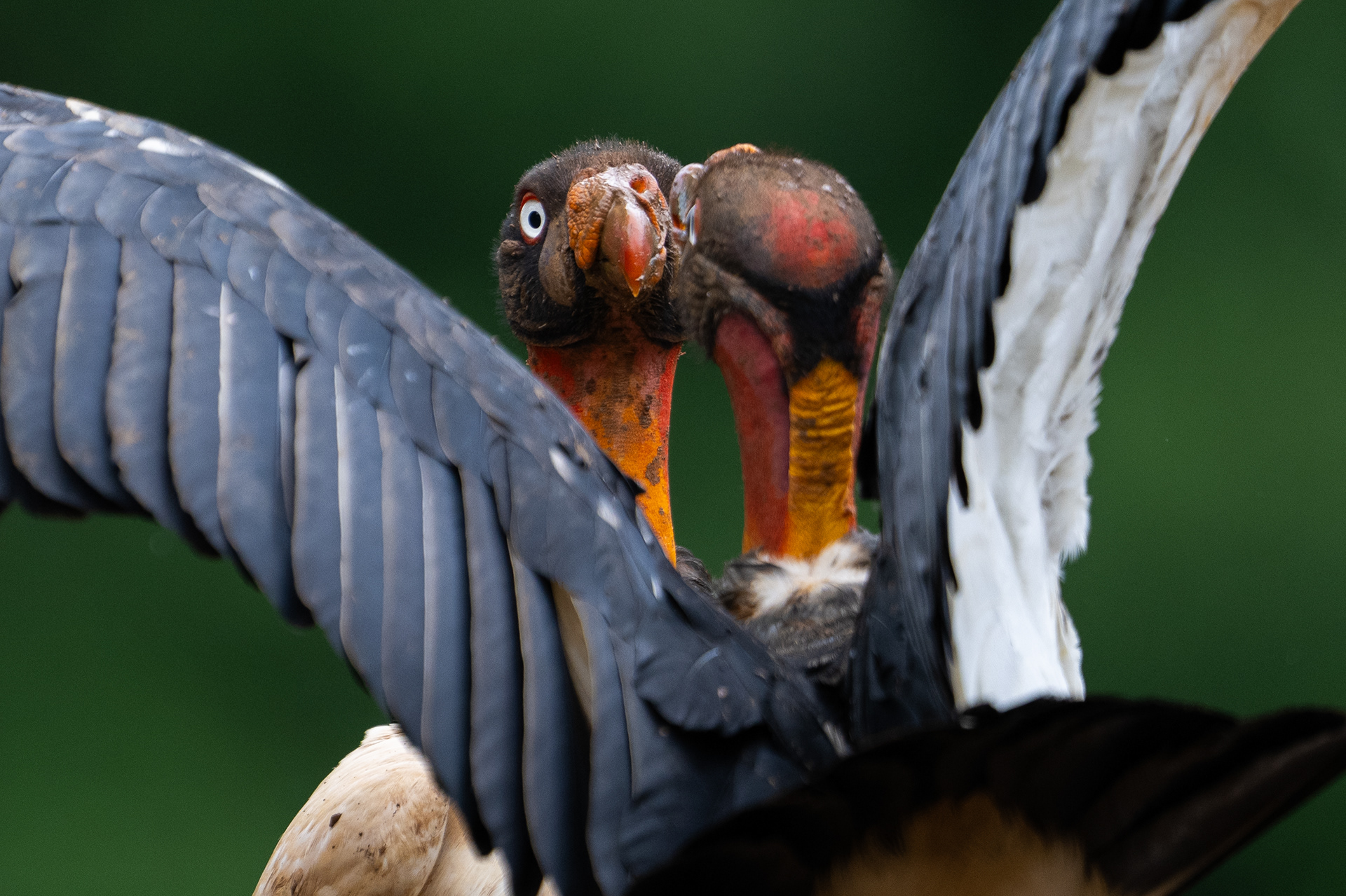 King Vulture
