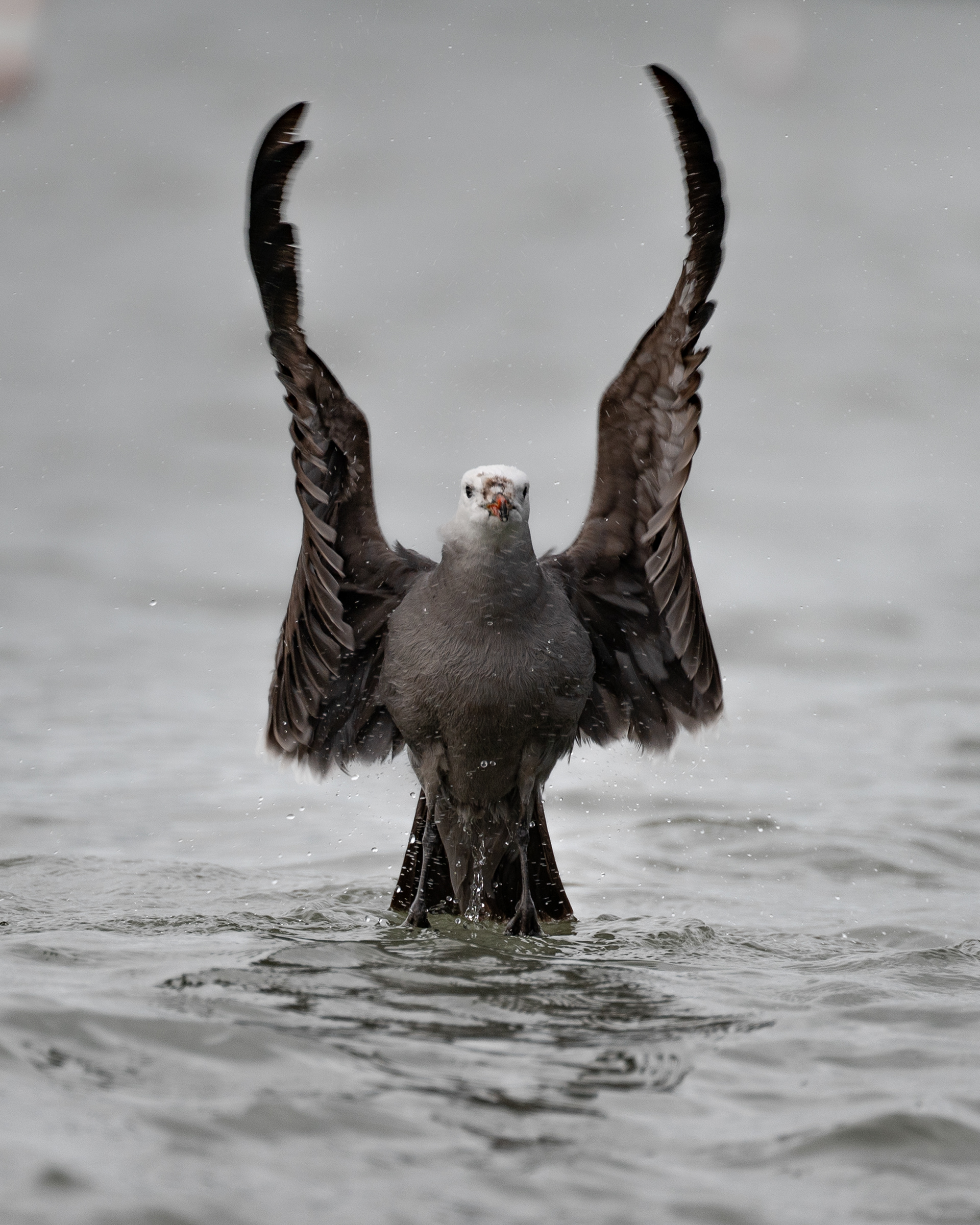 Heerman's Gull
