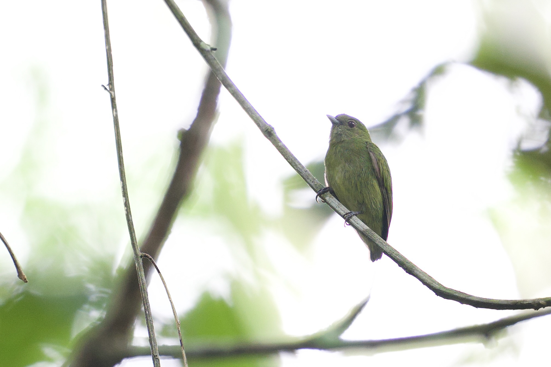 Velvety Manakin
