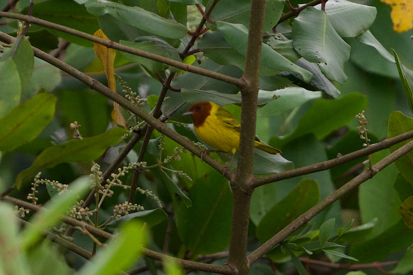 Mangrove Yellow Warbler