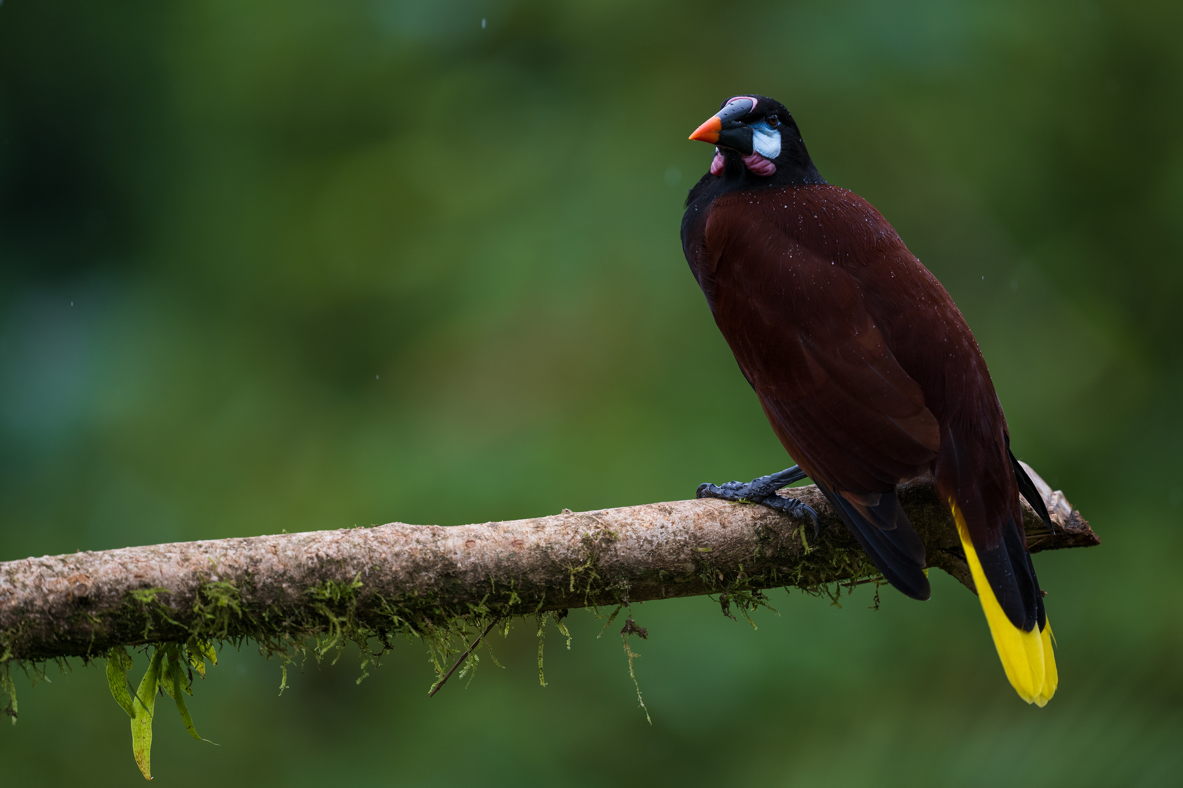 Montezuma Oropendola