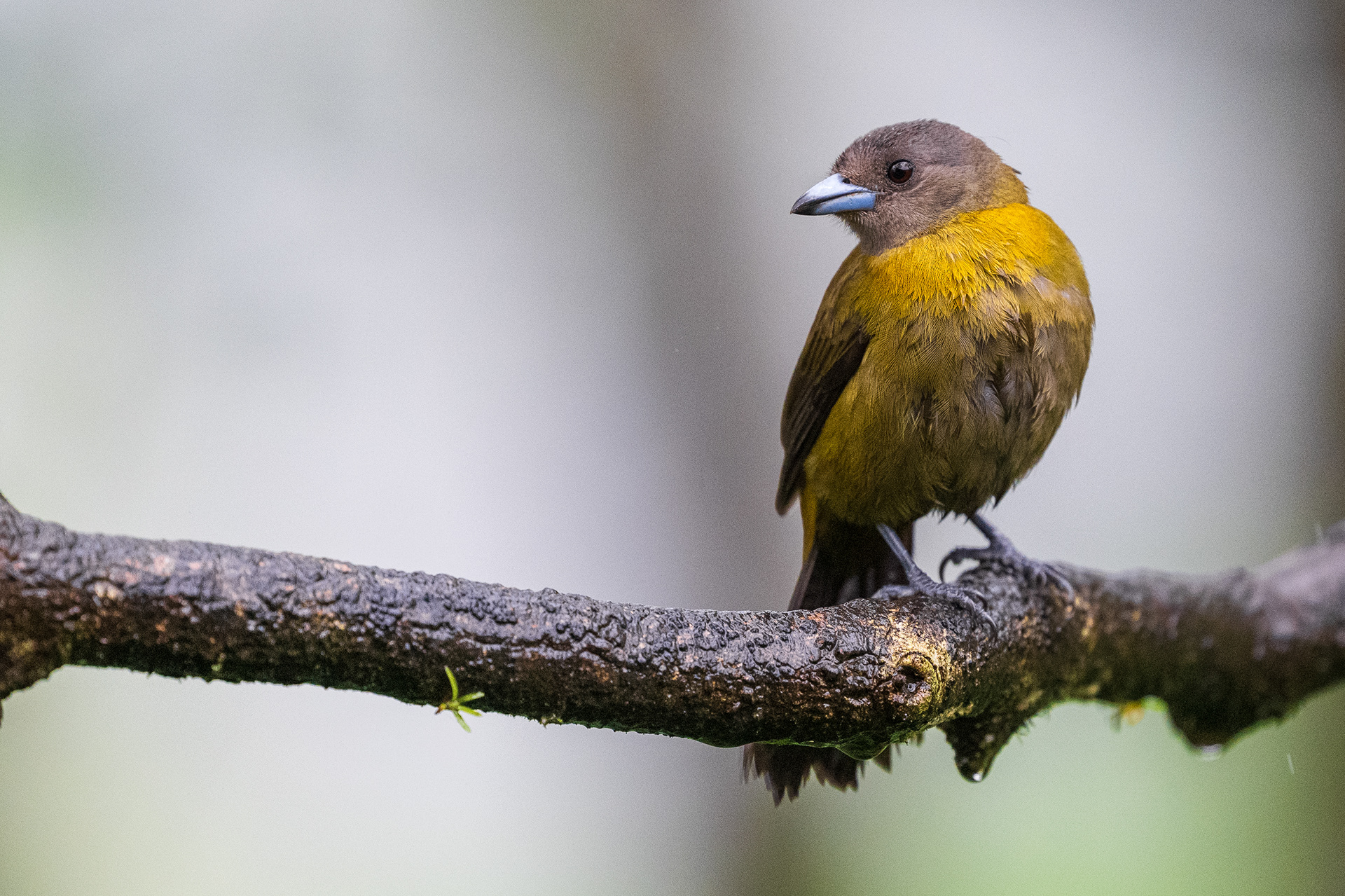Scarlet-rumped Tanager