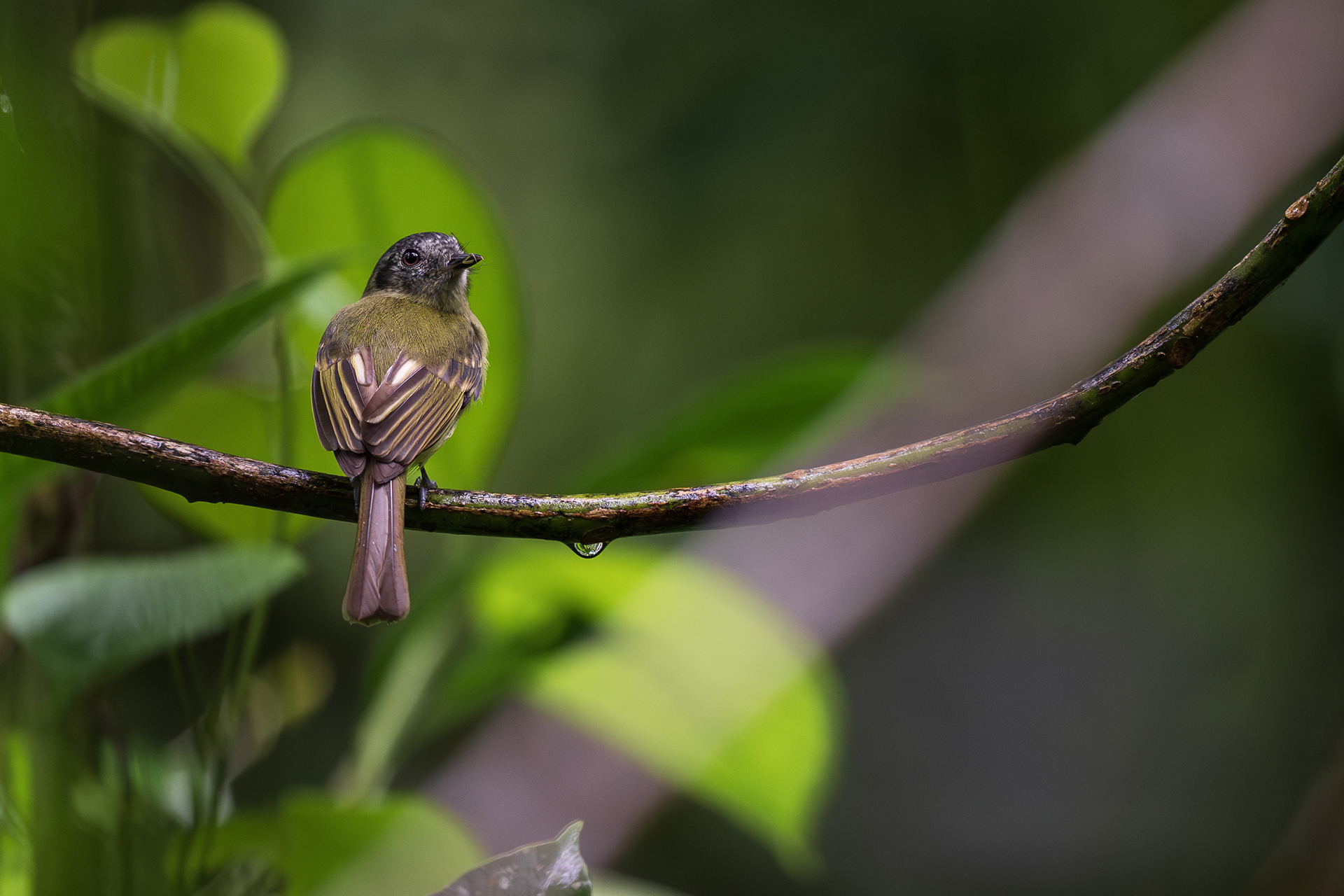 Slaty-capped Flycatcher