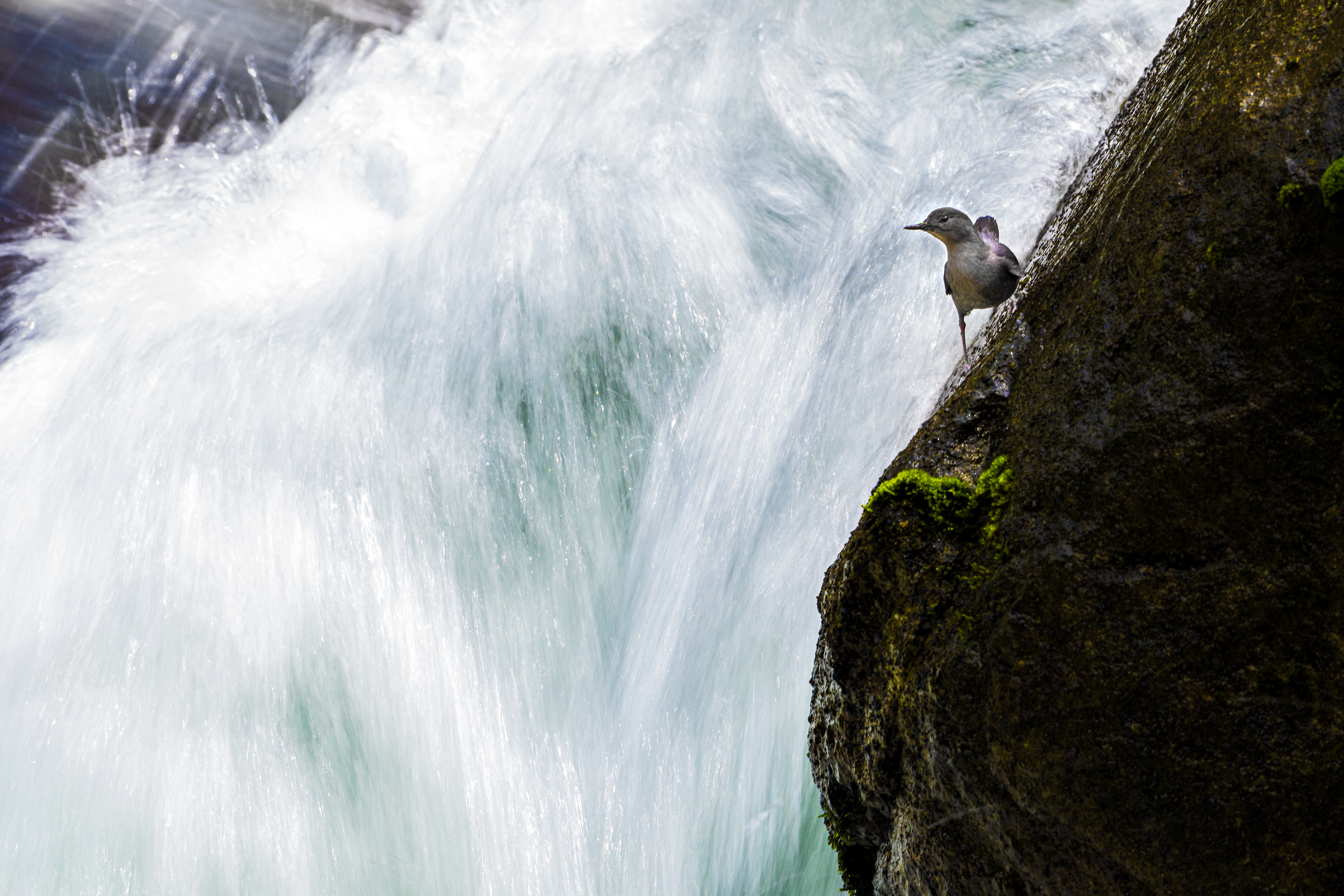 American Dipper