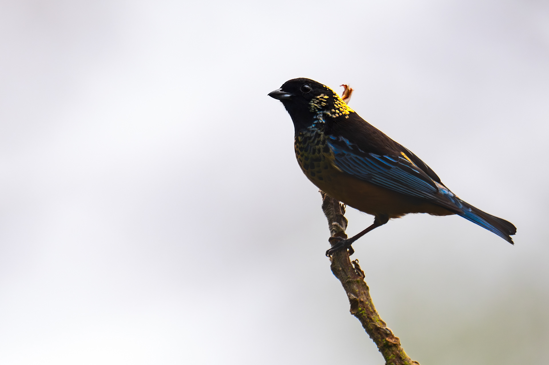 Spangle-cheeked Tanager