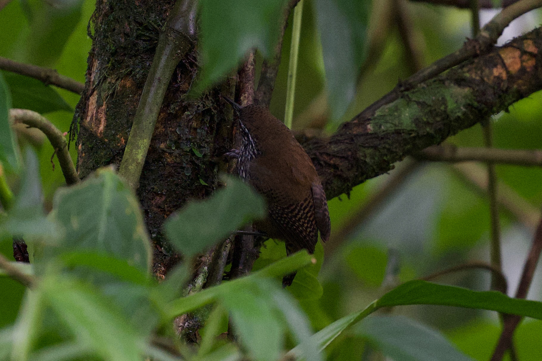 Stripe-breasted Wren