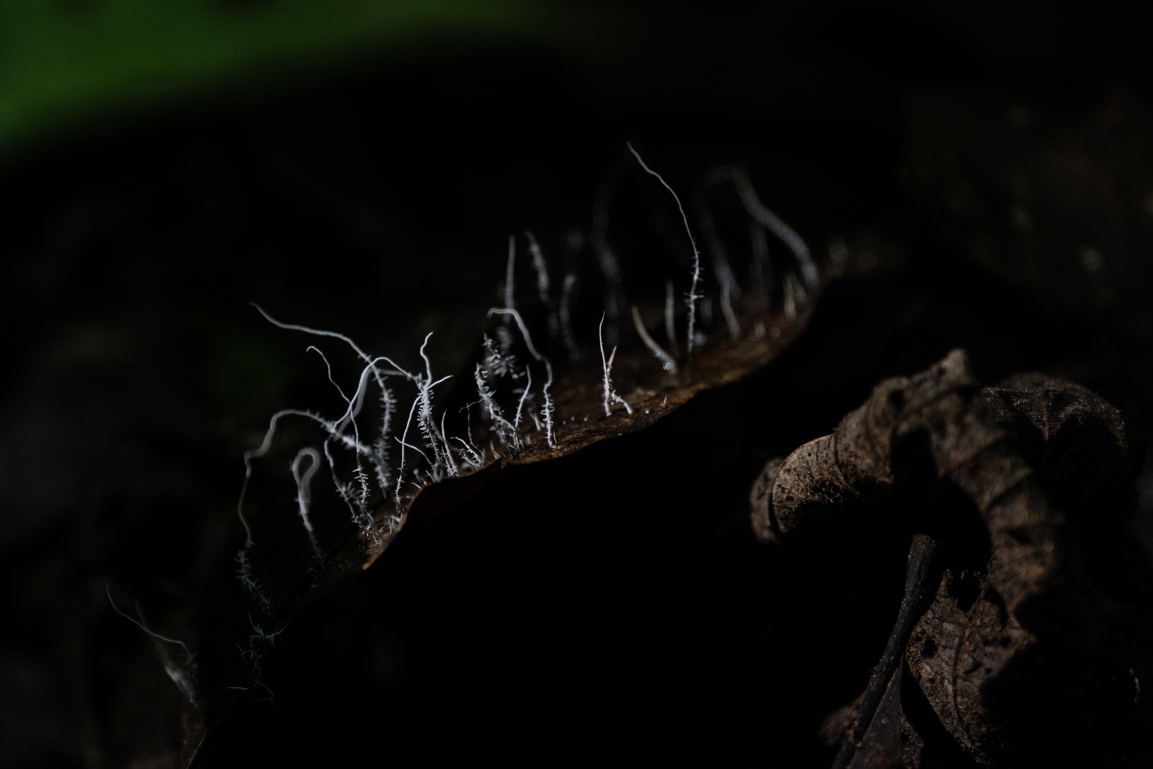 Some fungus