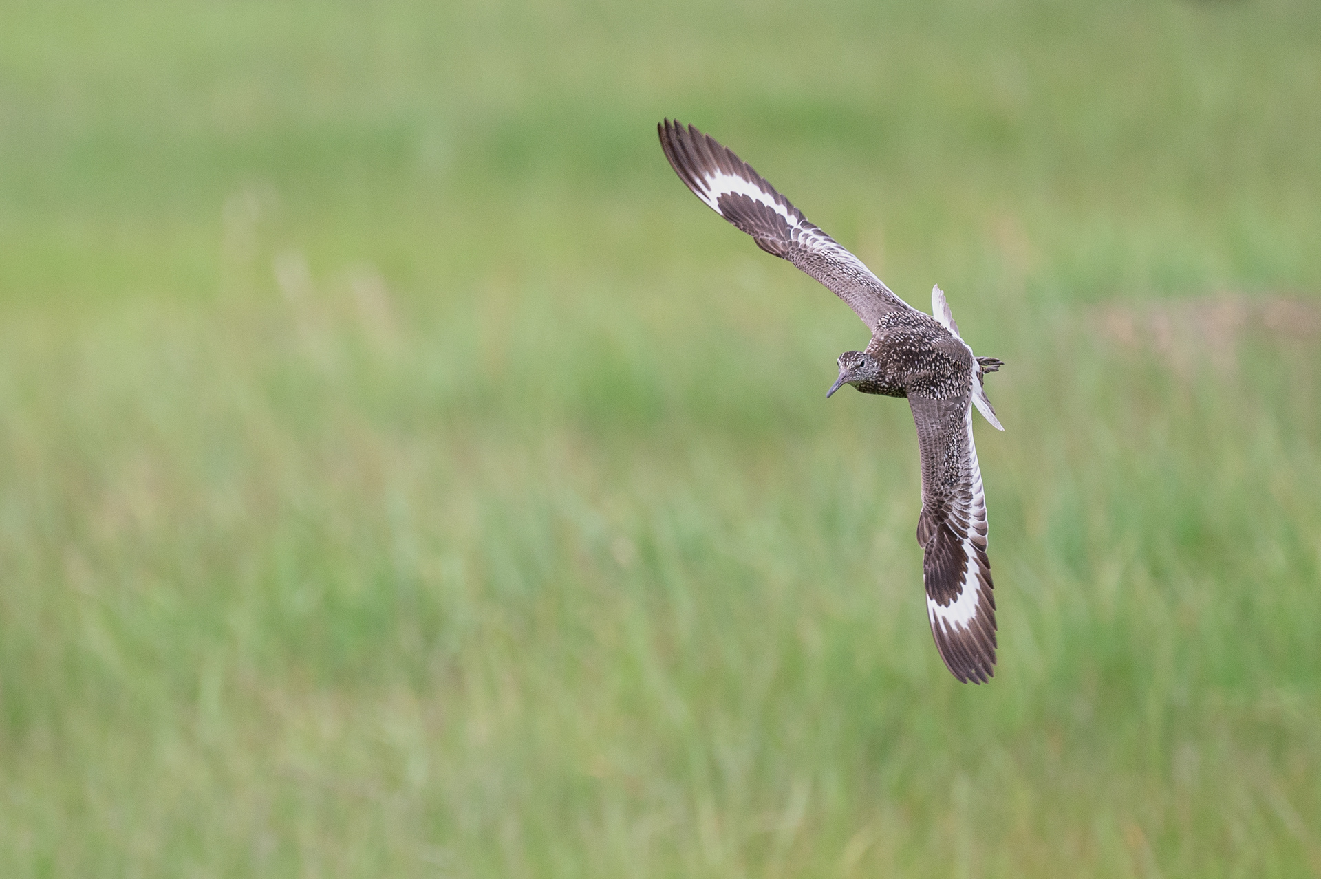 Eastern Willet
