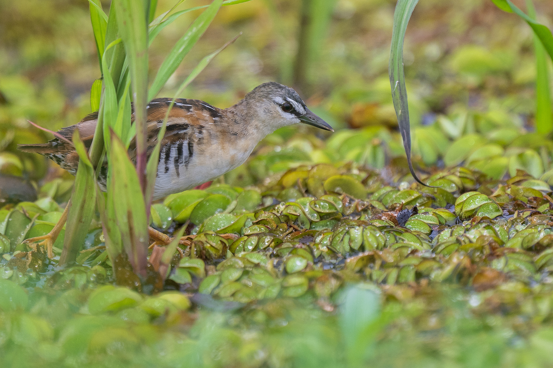 Yellow-breasted Crake