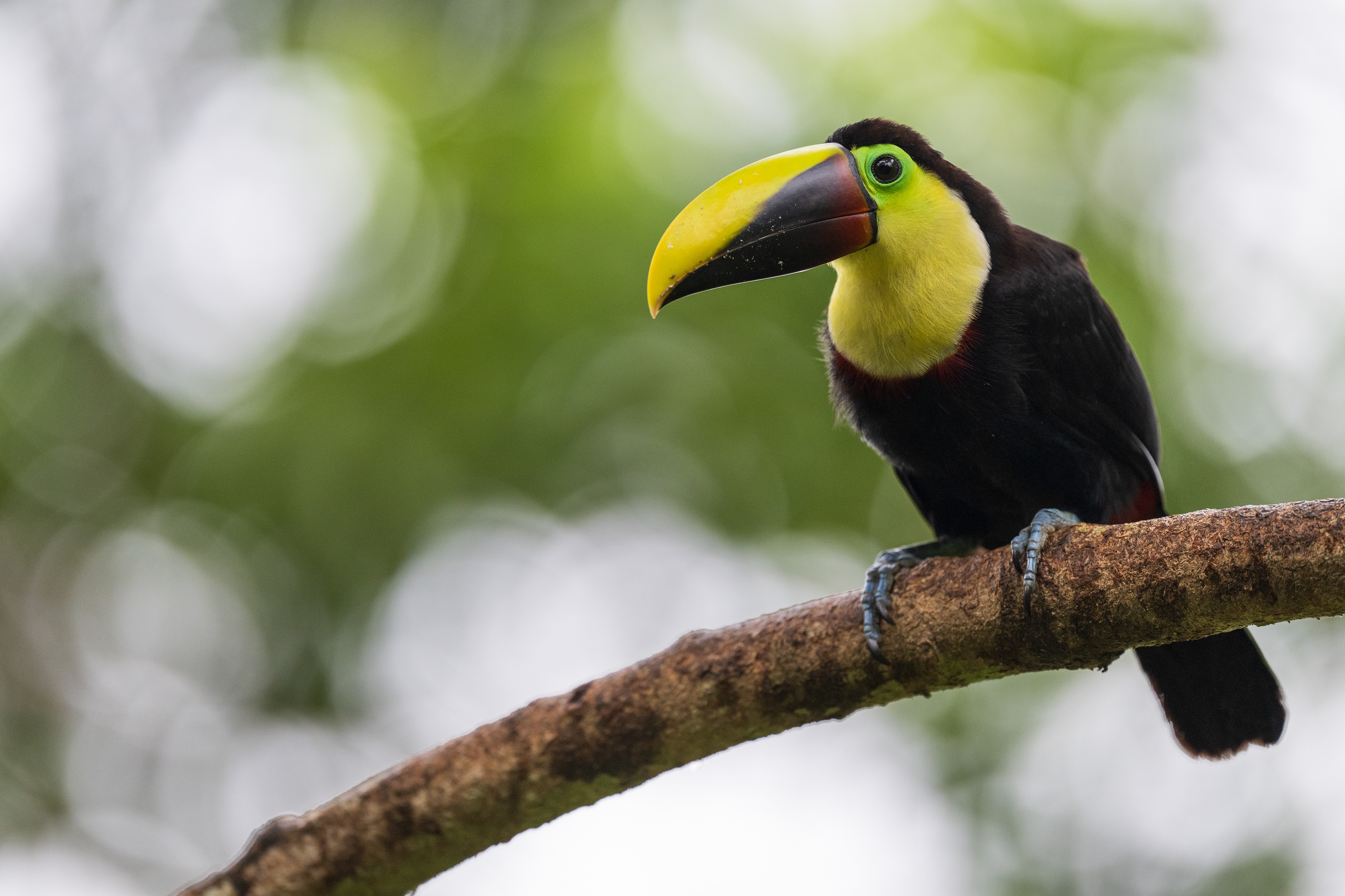 Yellow-throated Toucan