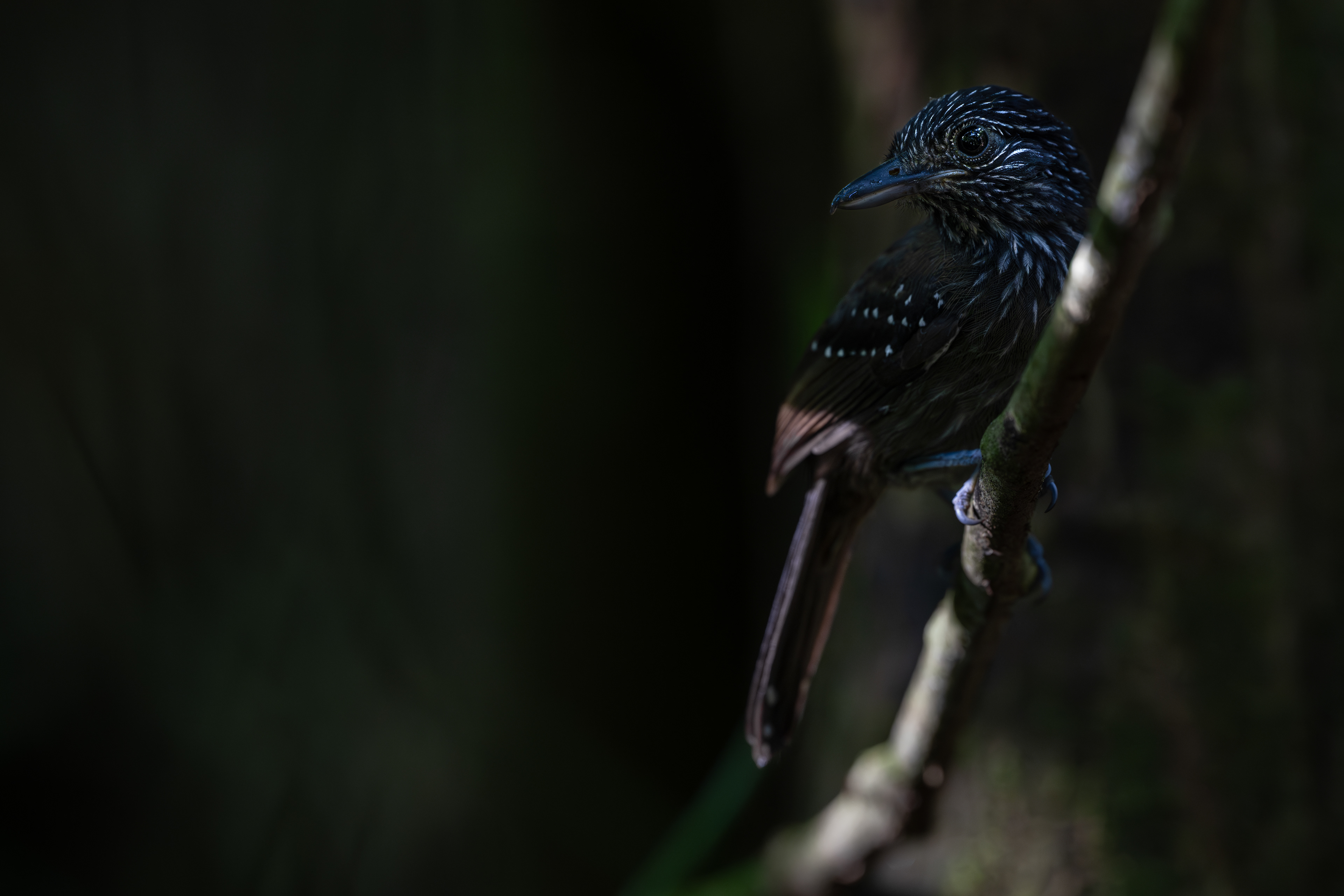 Black-hooded Antshrike