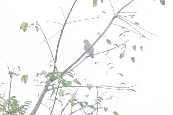 Snowy Cotinga