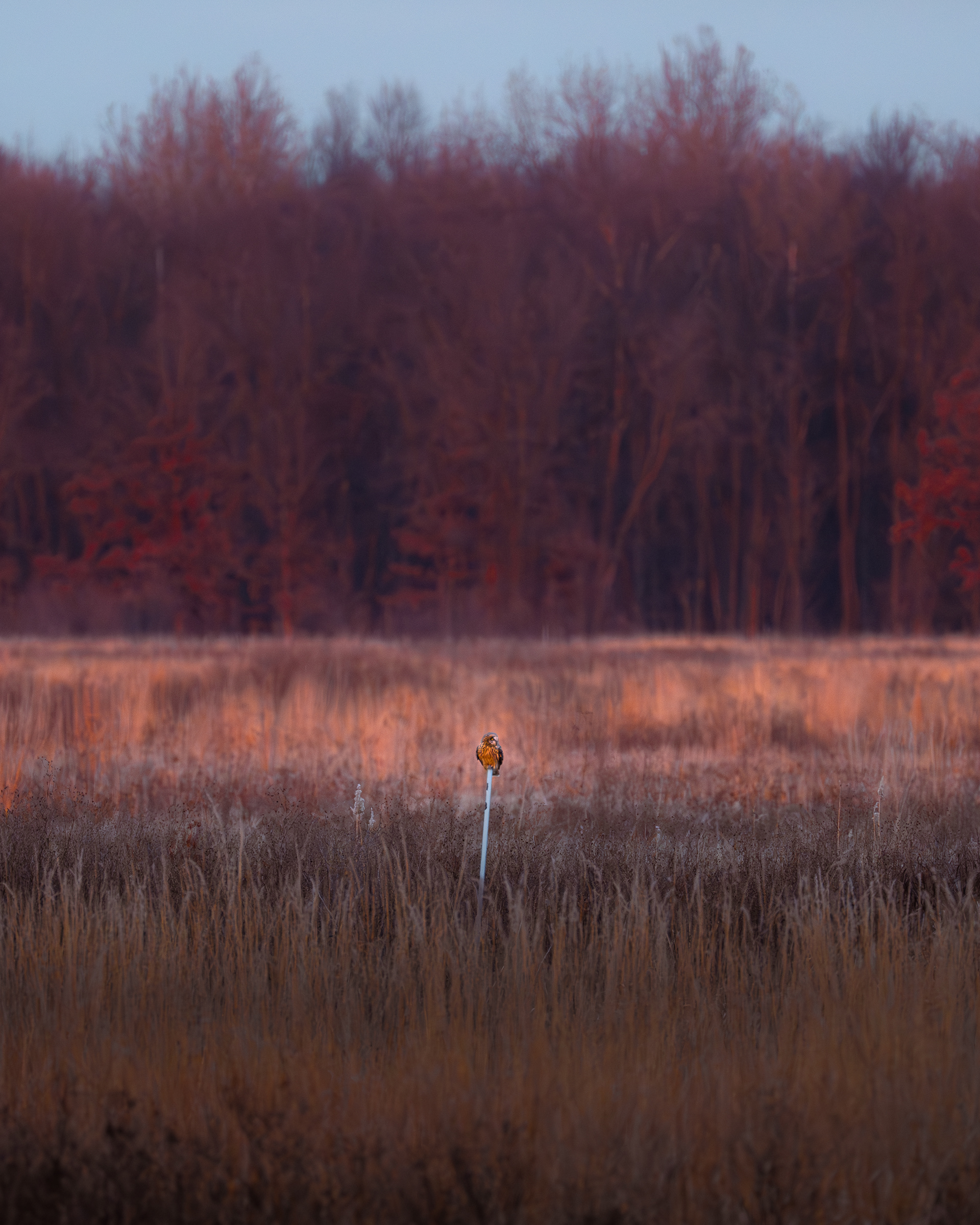 Short-eared Owl