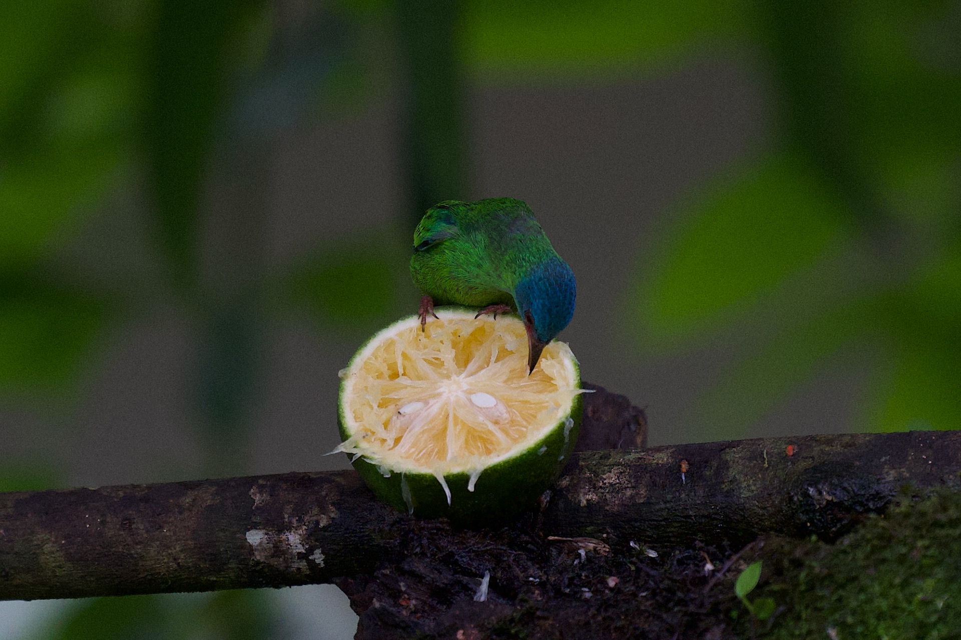Blue Dacnis