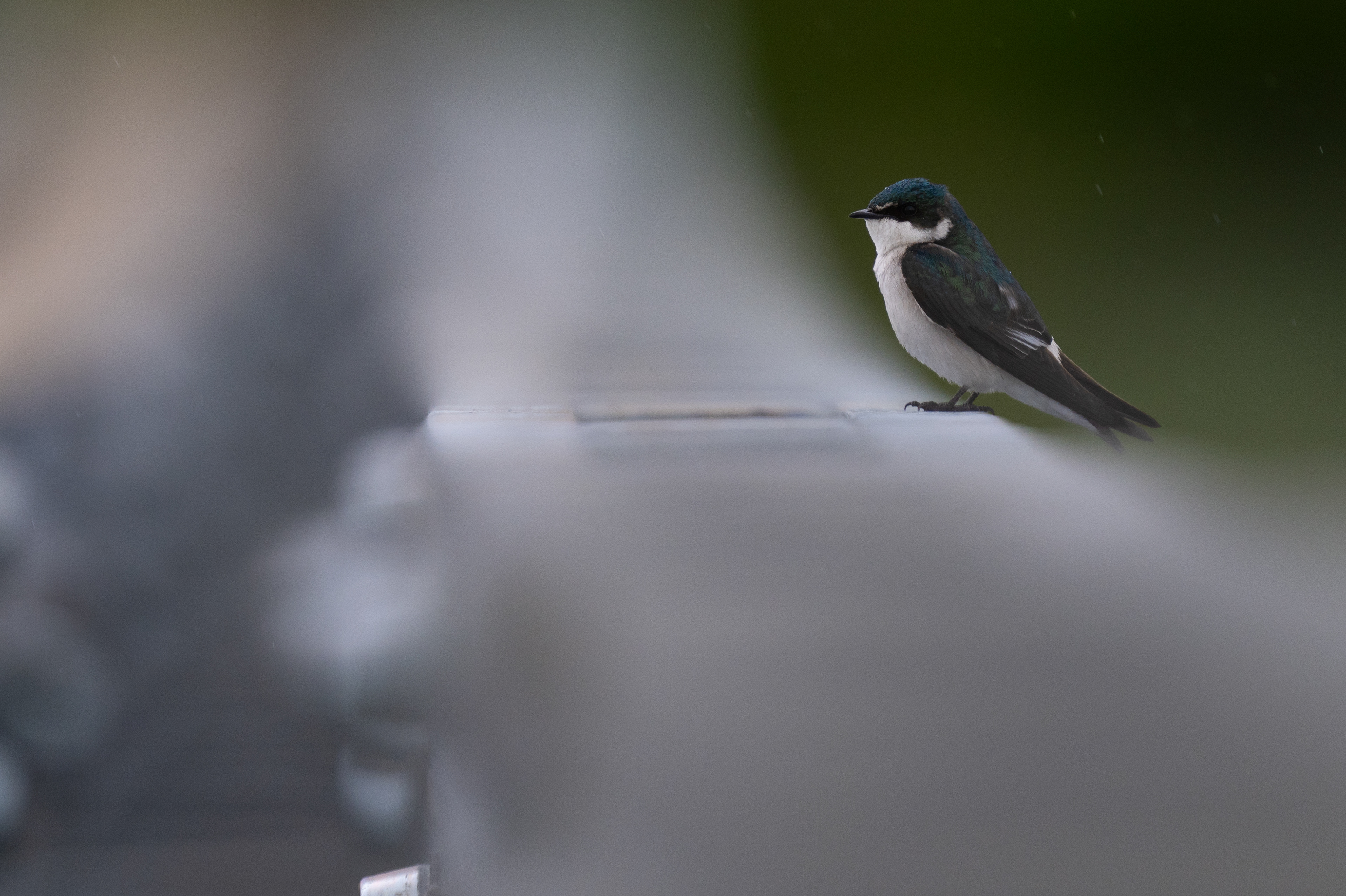 Mangrove Swallow