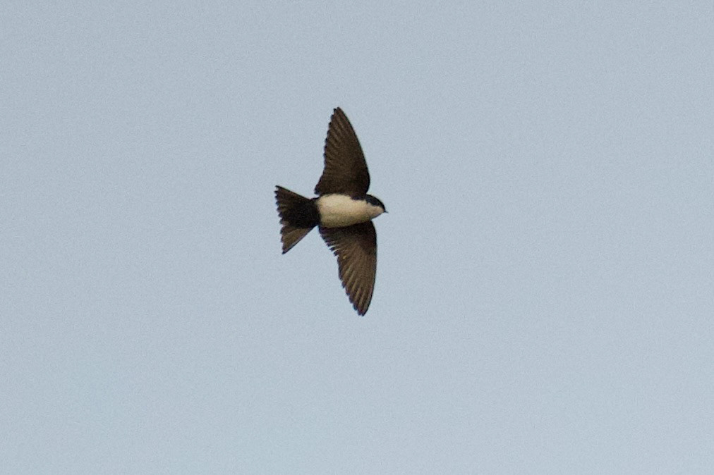 Blue-and-White Swallow
