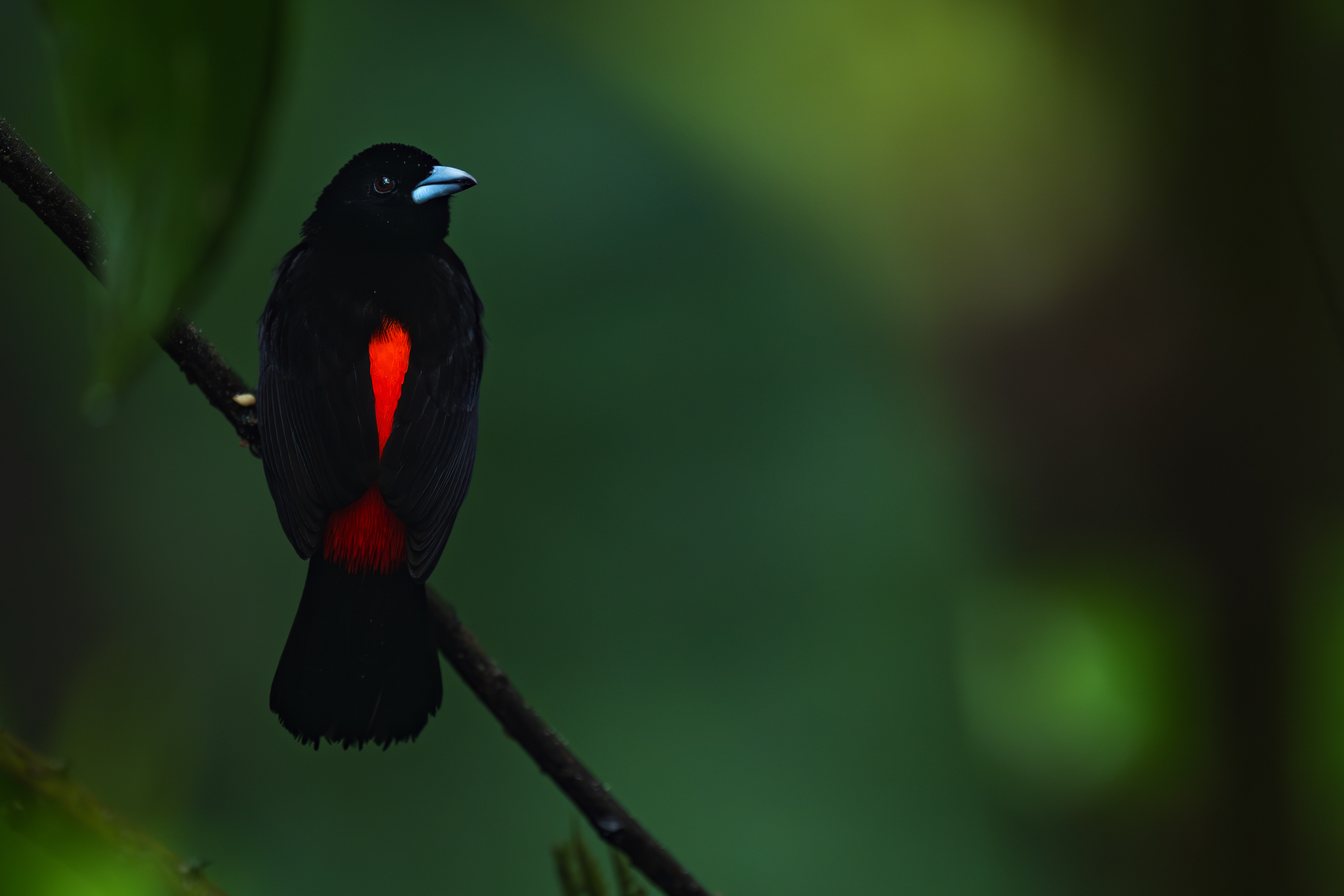 Scarlet-rumped Tanager