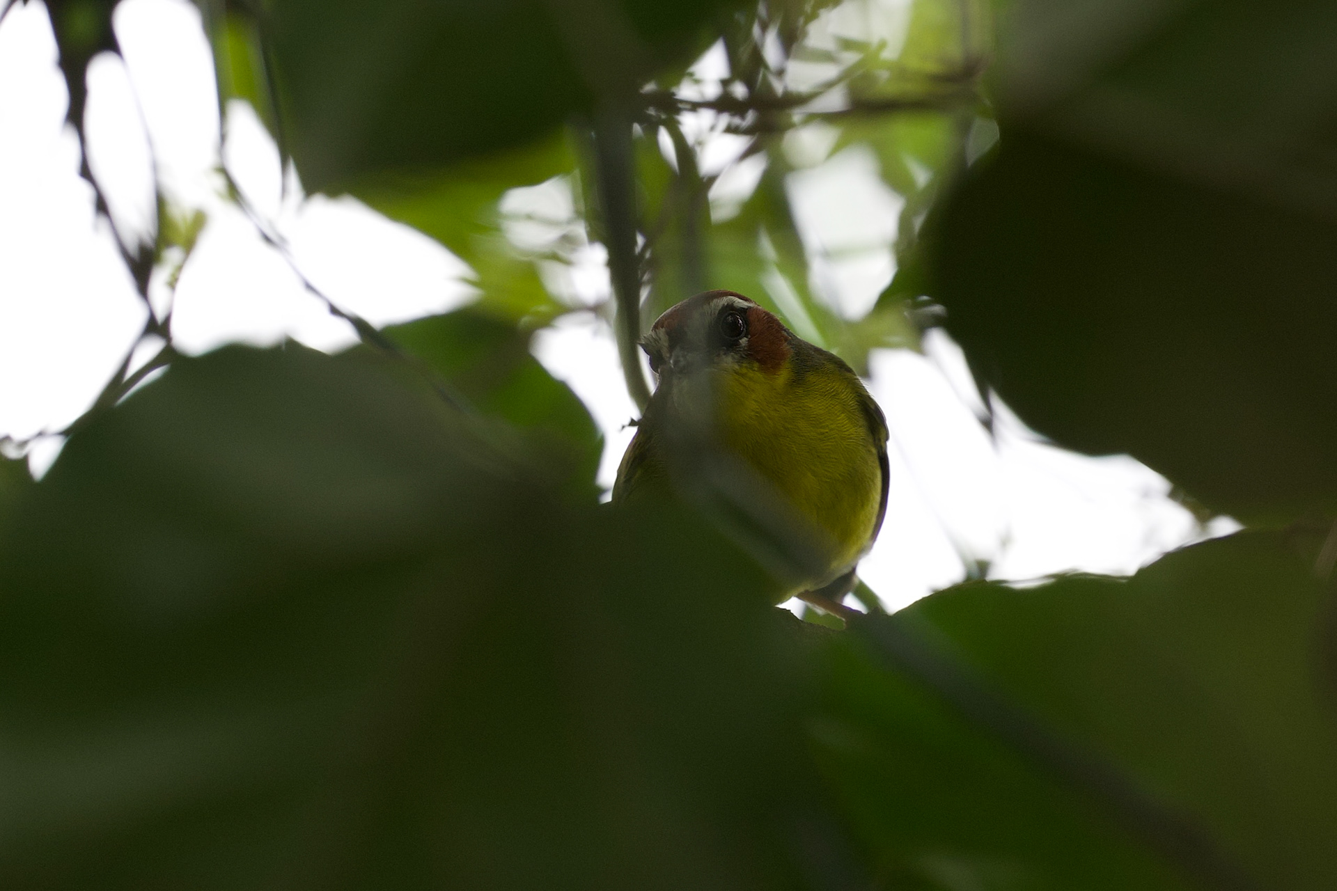 Chestnut-capped Warbler