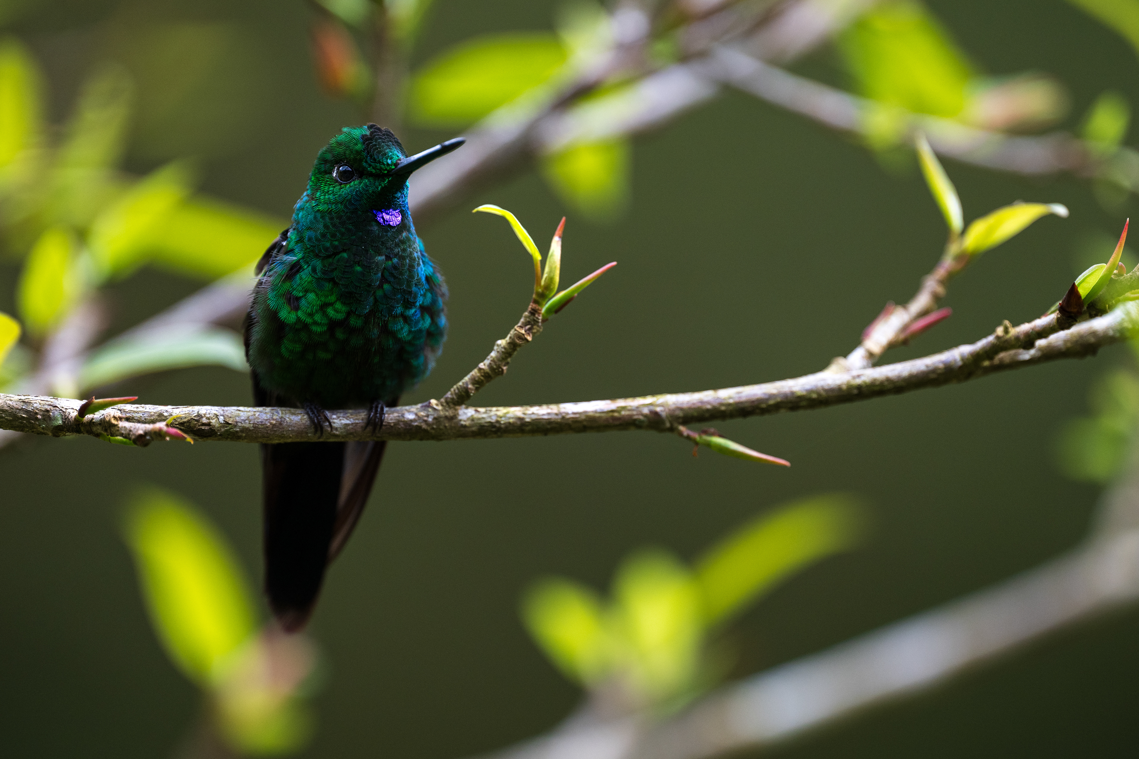 Green-crowned Brilliant