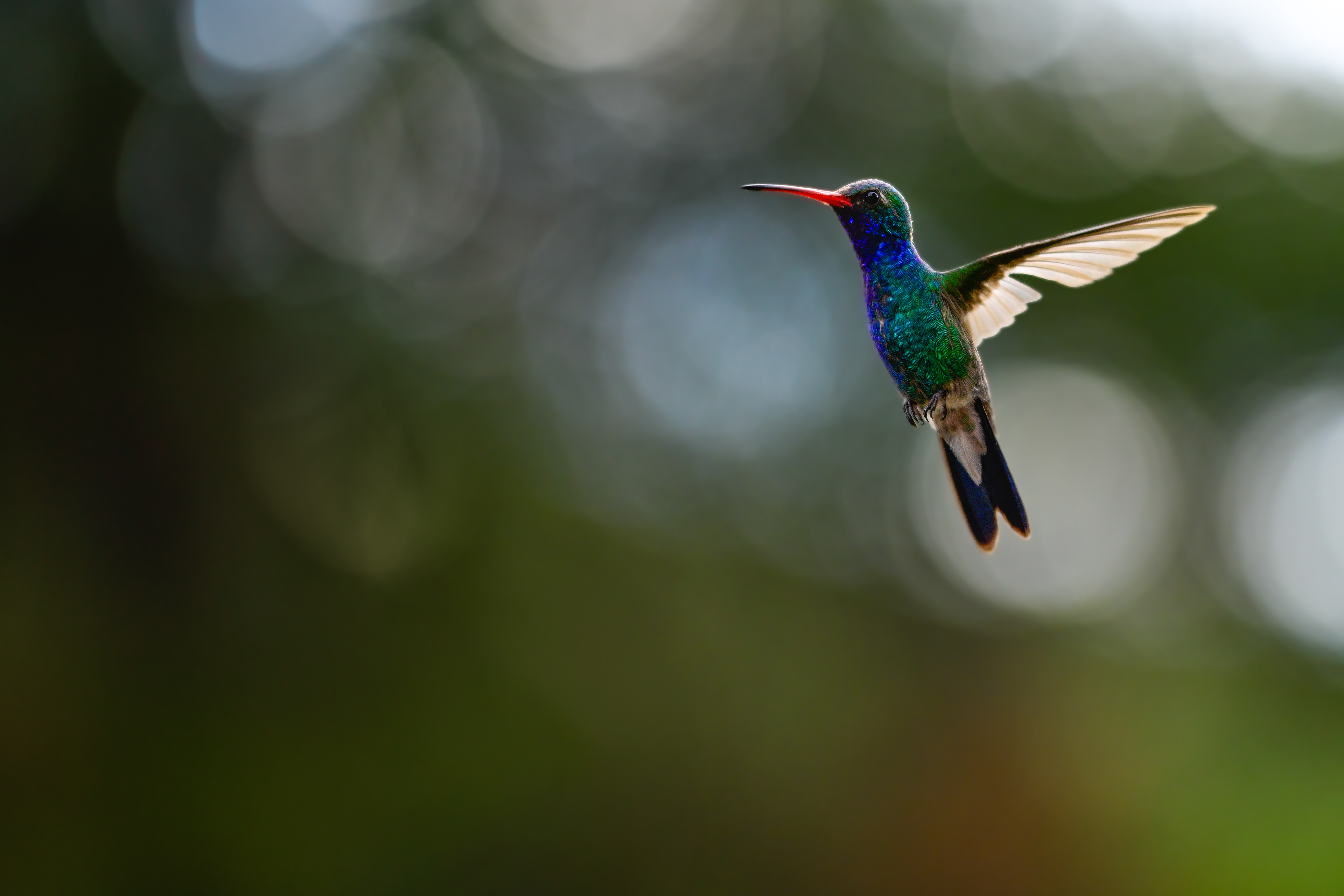 Broad-billed Hummingbird