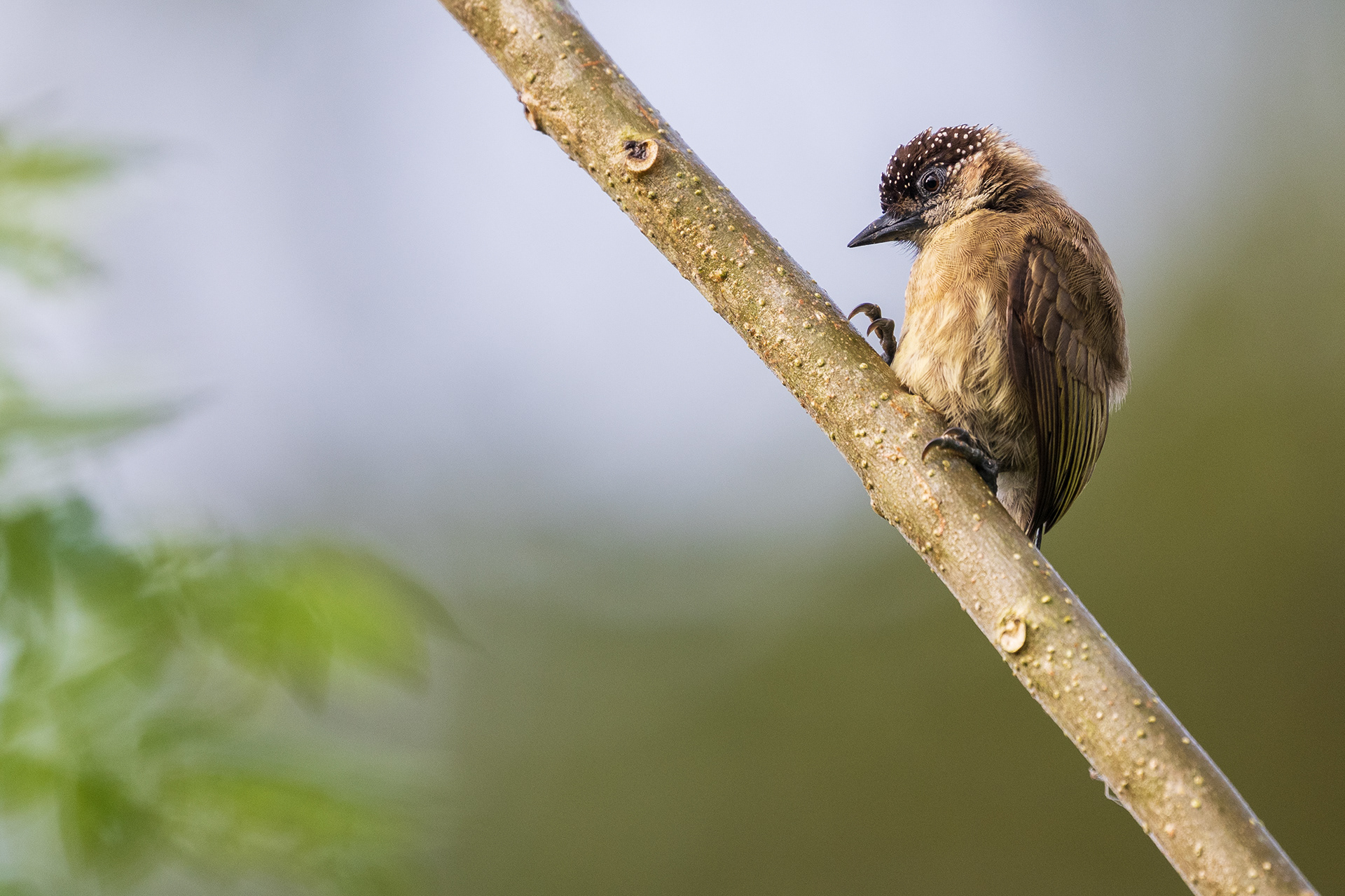 Olivaceous Piculet