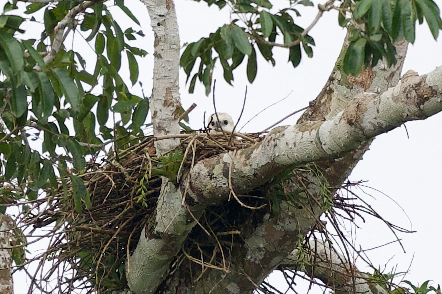 Black-collared Hawk