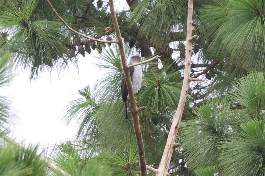 Bicolored Hawk