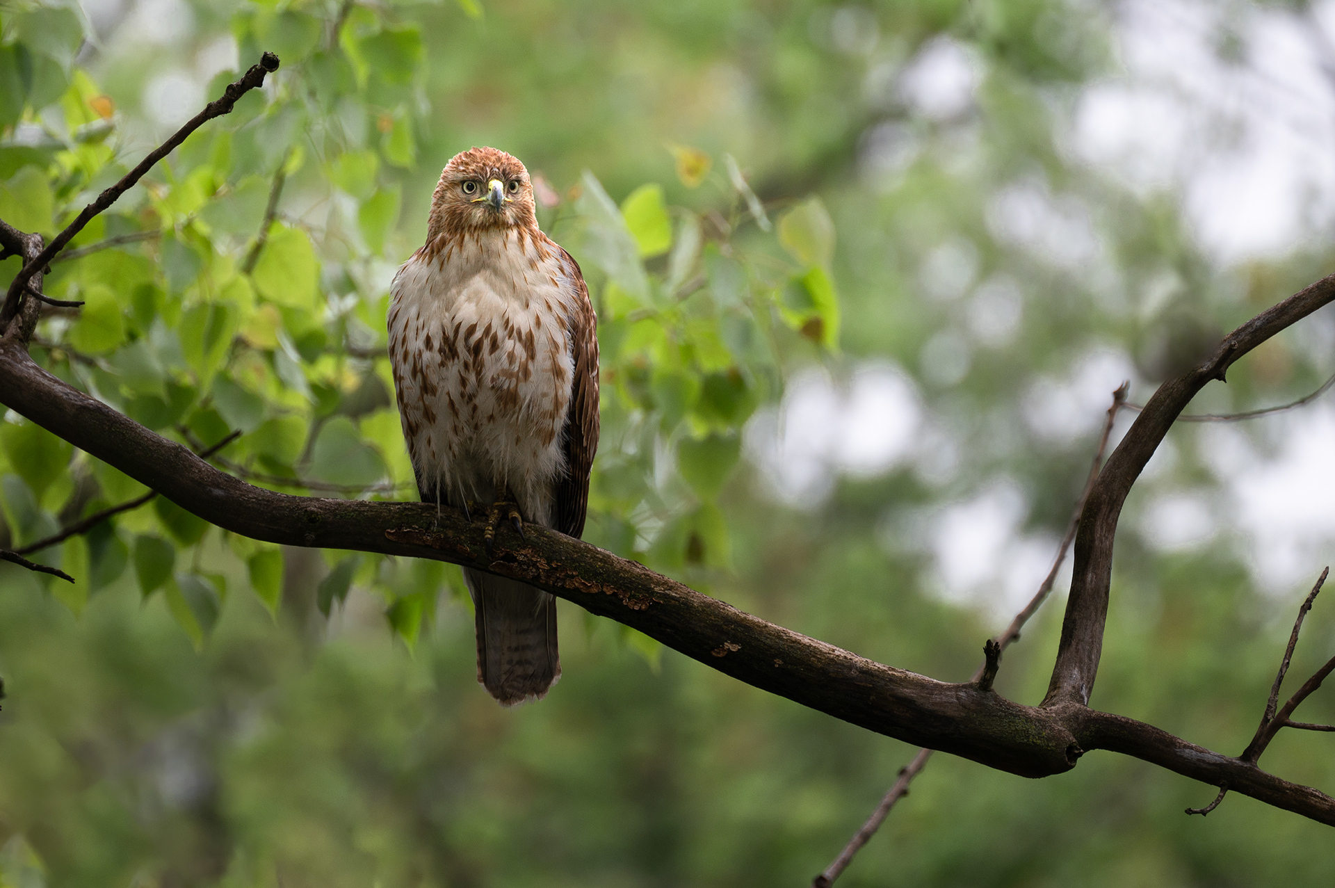 Red-tailed Hawk
