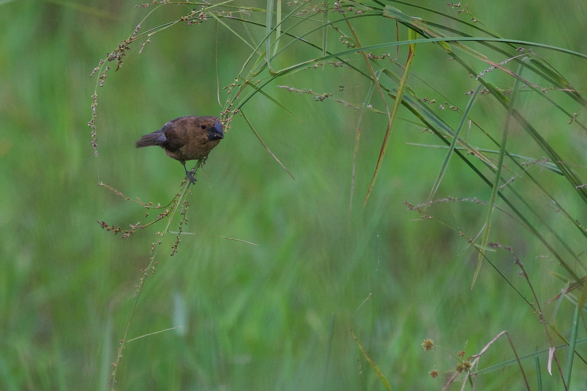 Nicaraguan Seed-Finch