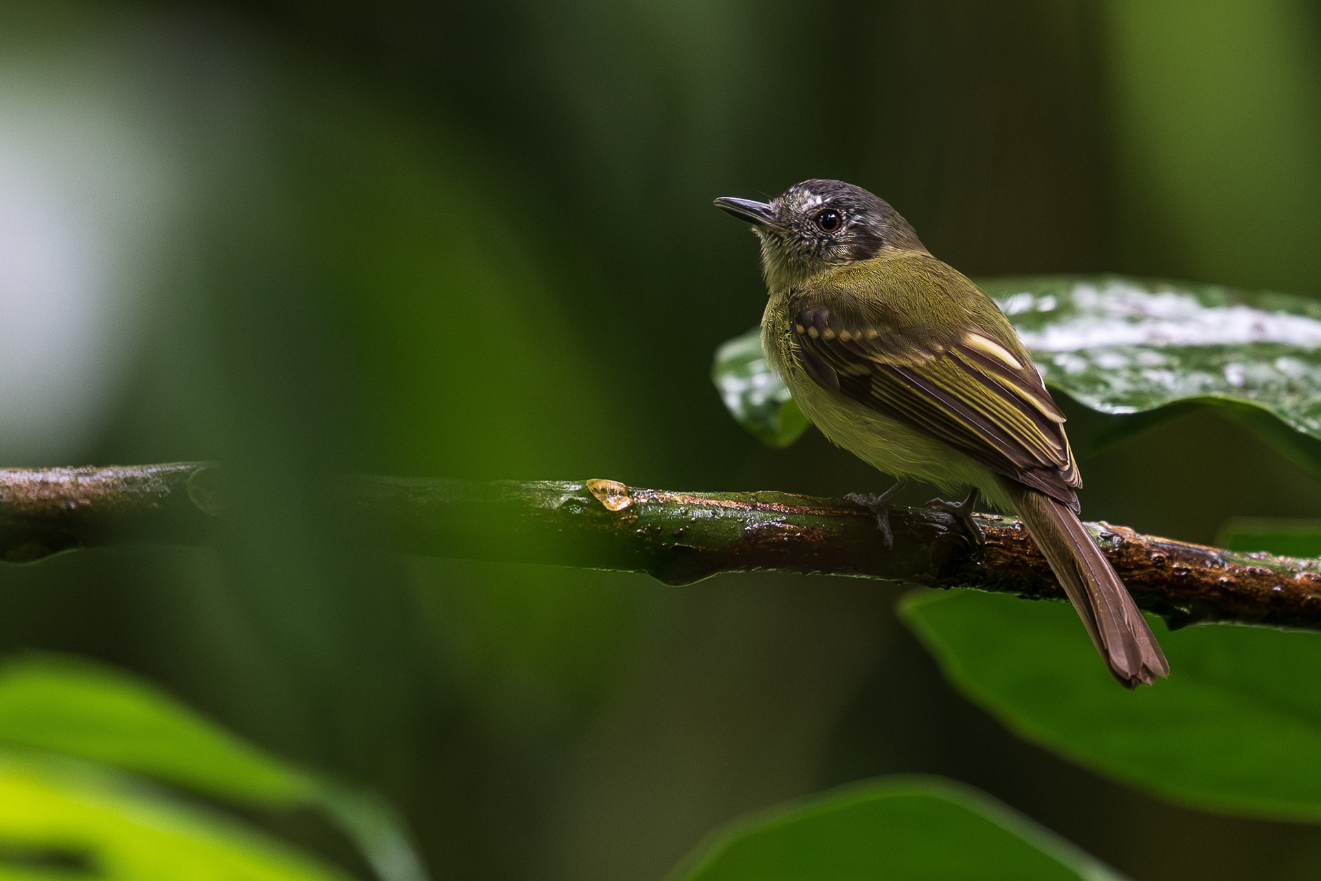 Slaty-capped Flycatcher