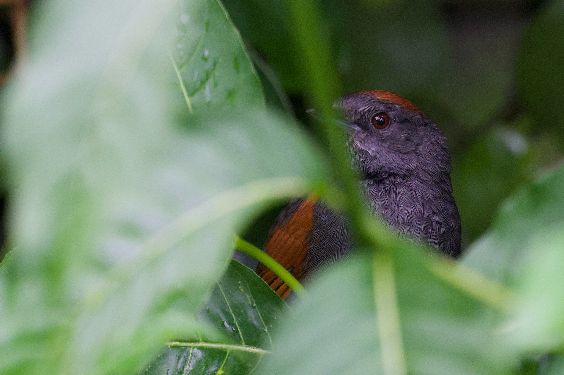Slaty Spinetail
