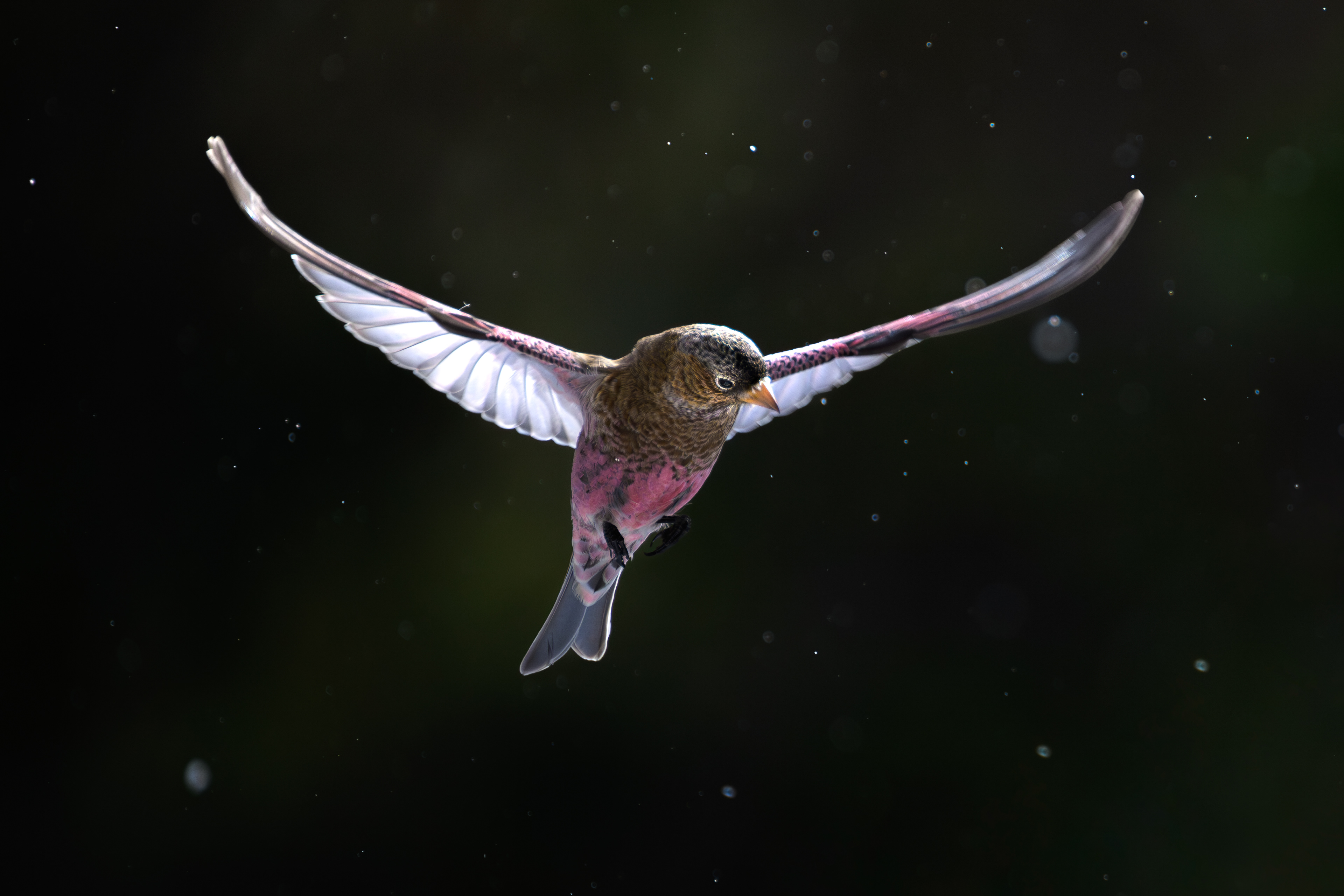 Brown-capped Rosy Finch