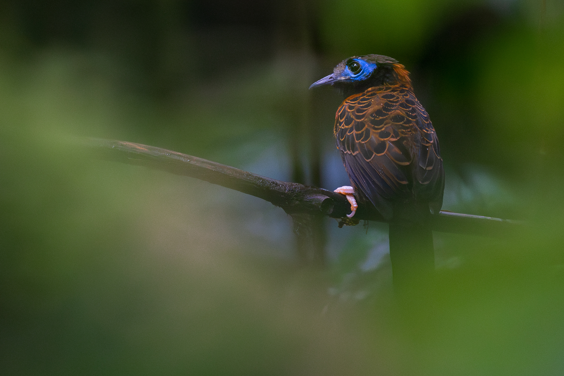 Ocellated Antbird