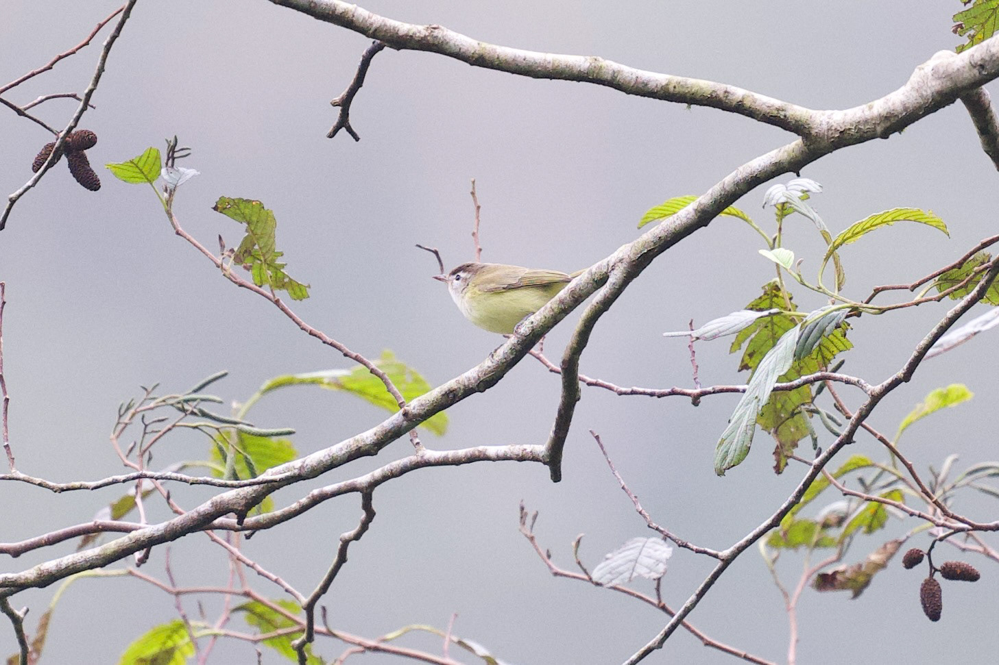 Brown-capped Vireo