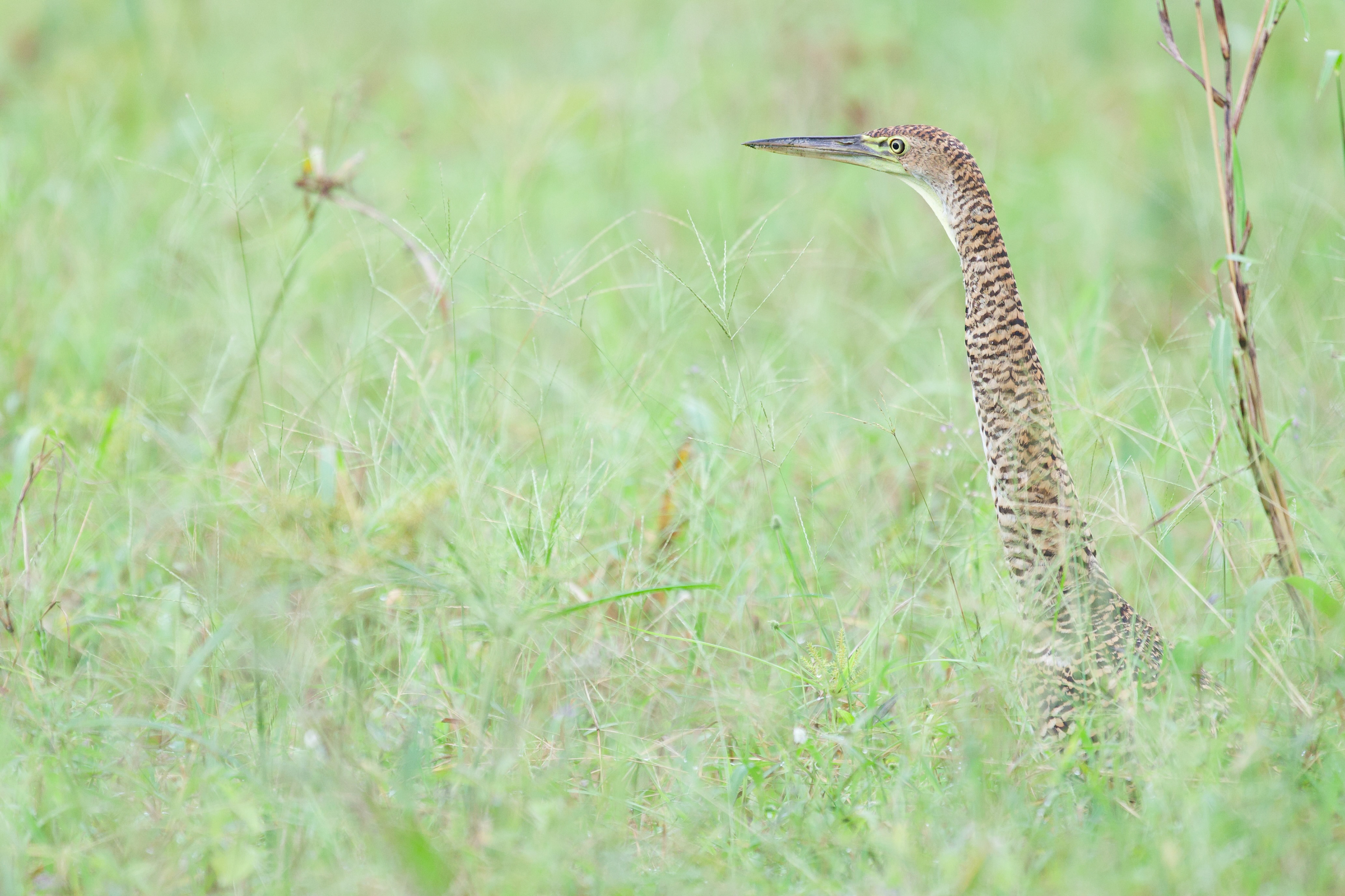 Bare-throated Tiger-Heron