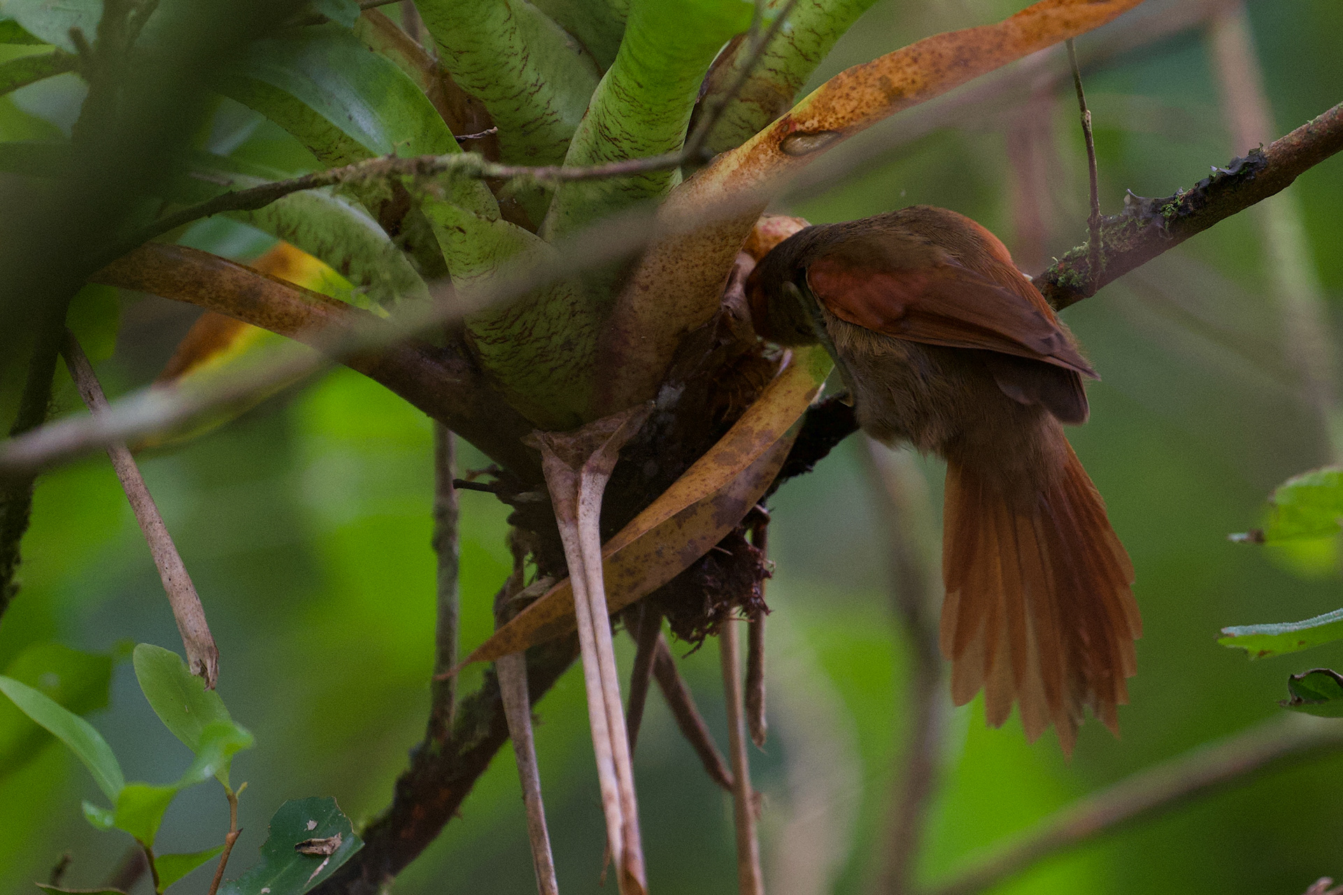 Red-faced Spinetail drinking from the base of a bromeliad.