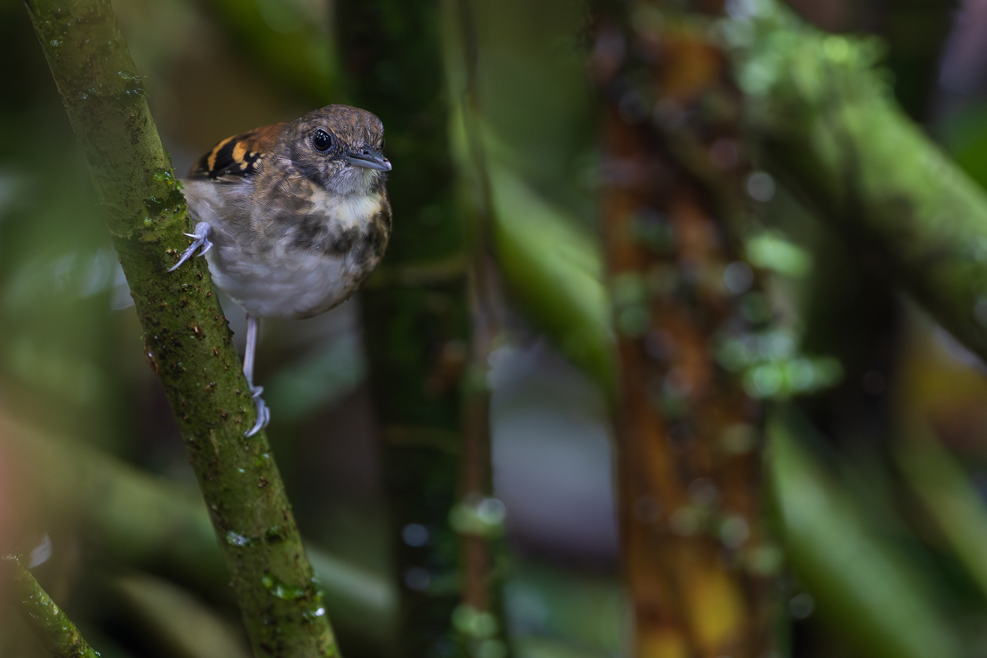 Spotted Antbird