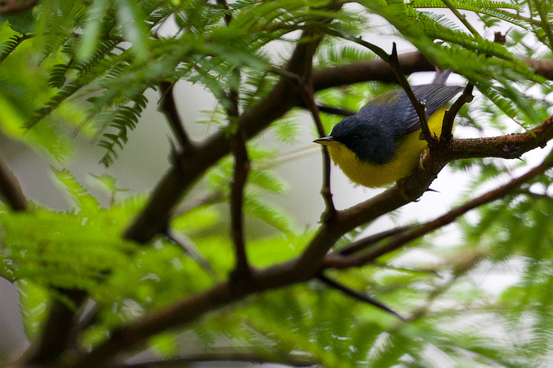 Tropical Parula