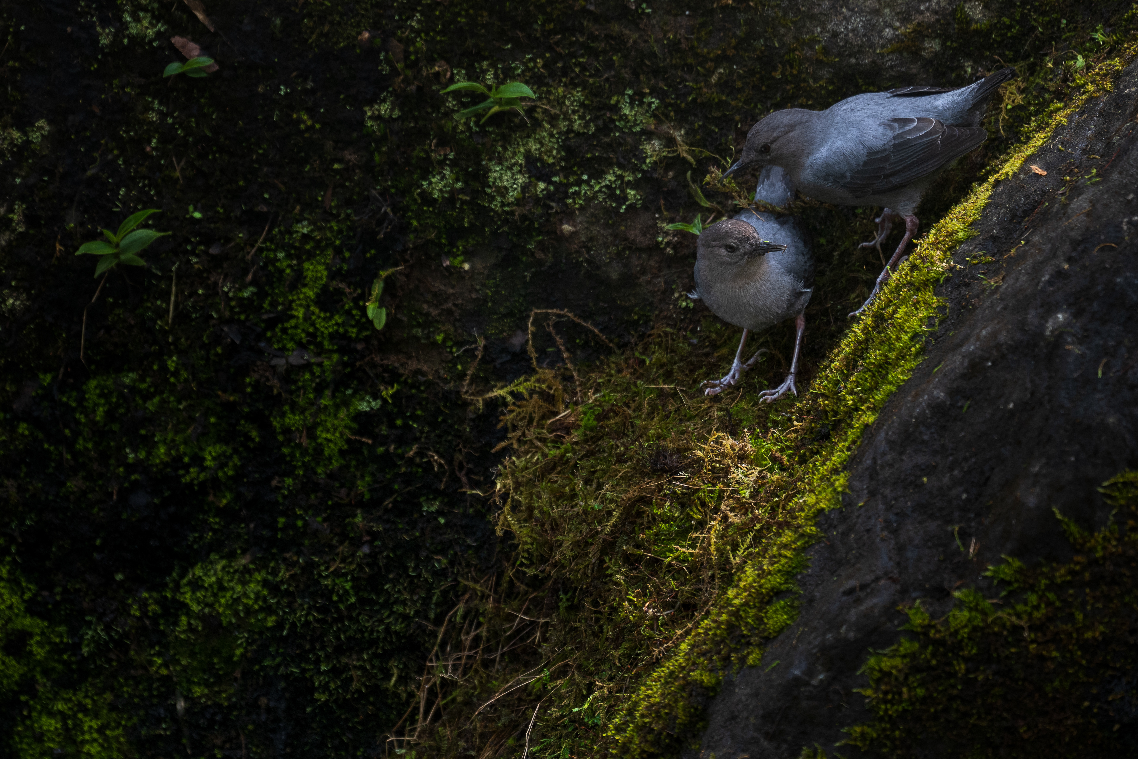 American Dipper